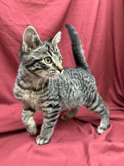 Enlarge Rock, a Adoptable mixed breed in McCook, NE image 1/3