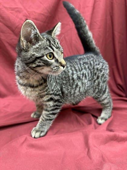 Enlarge Rock, a Adoptable mixed breed in McCook, NE image 3/3