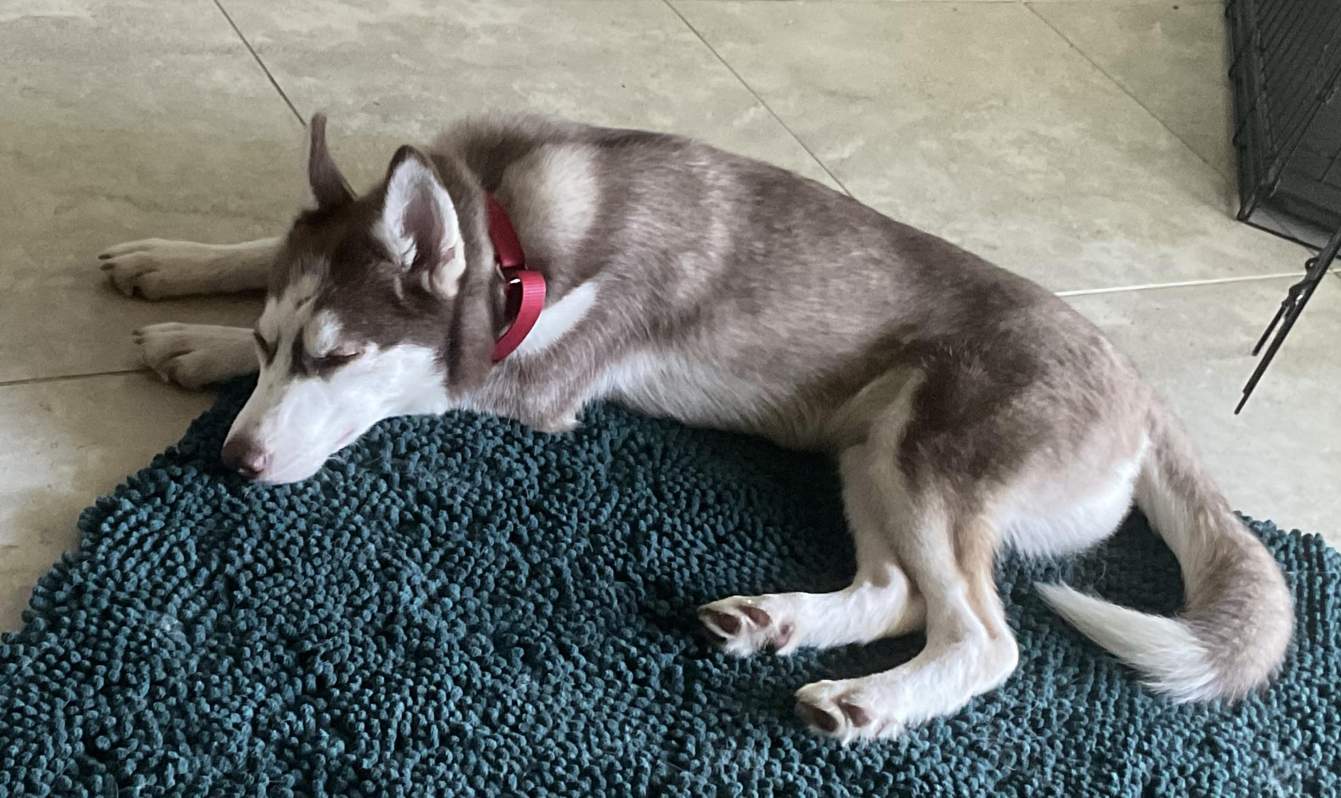 Enlarge Joyful energy and sweetness on Top., a ADOPTABLE Husky in Fort Myers Beach, FL image 2/3