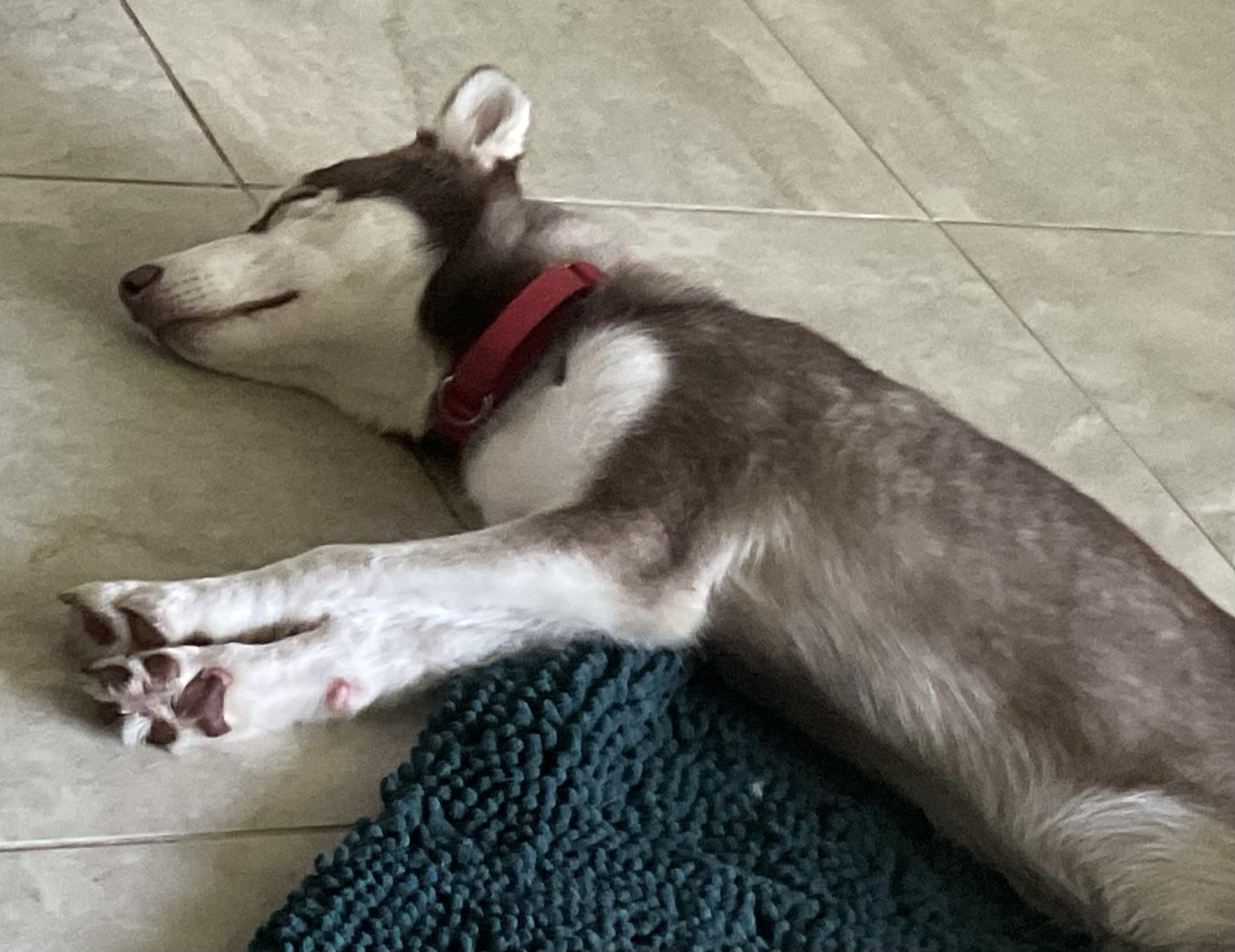 Enlarge Joyful energy and sweetness on Top., a ADOPTABLE Husky in Fort Myers Beach, FL image 3/3