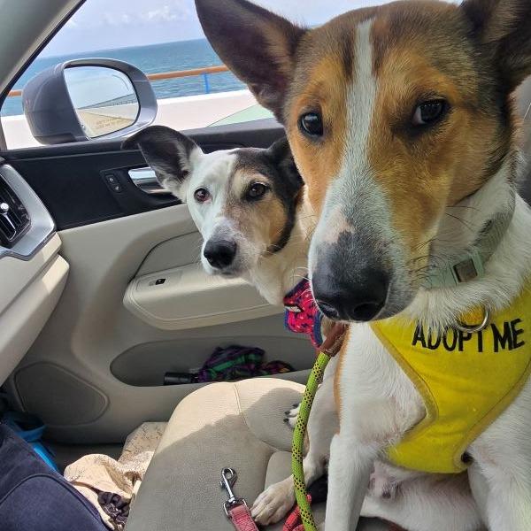 Laddie, Adoptable, Young Male Mixed Breed.