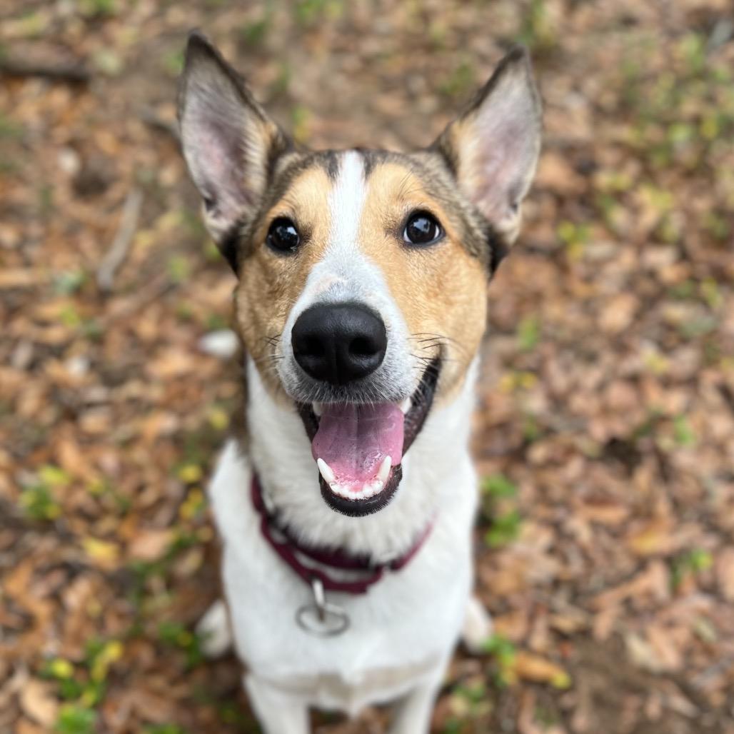 Enlarge Laddie, a Adoptable Mixed Breed in Pensacola, FL image 2/6