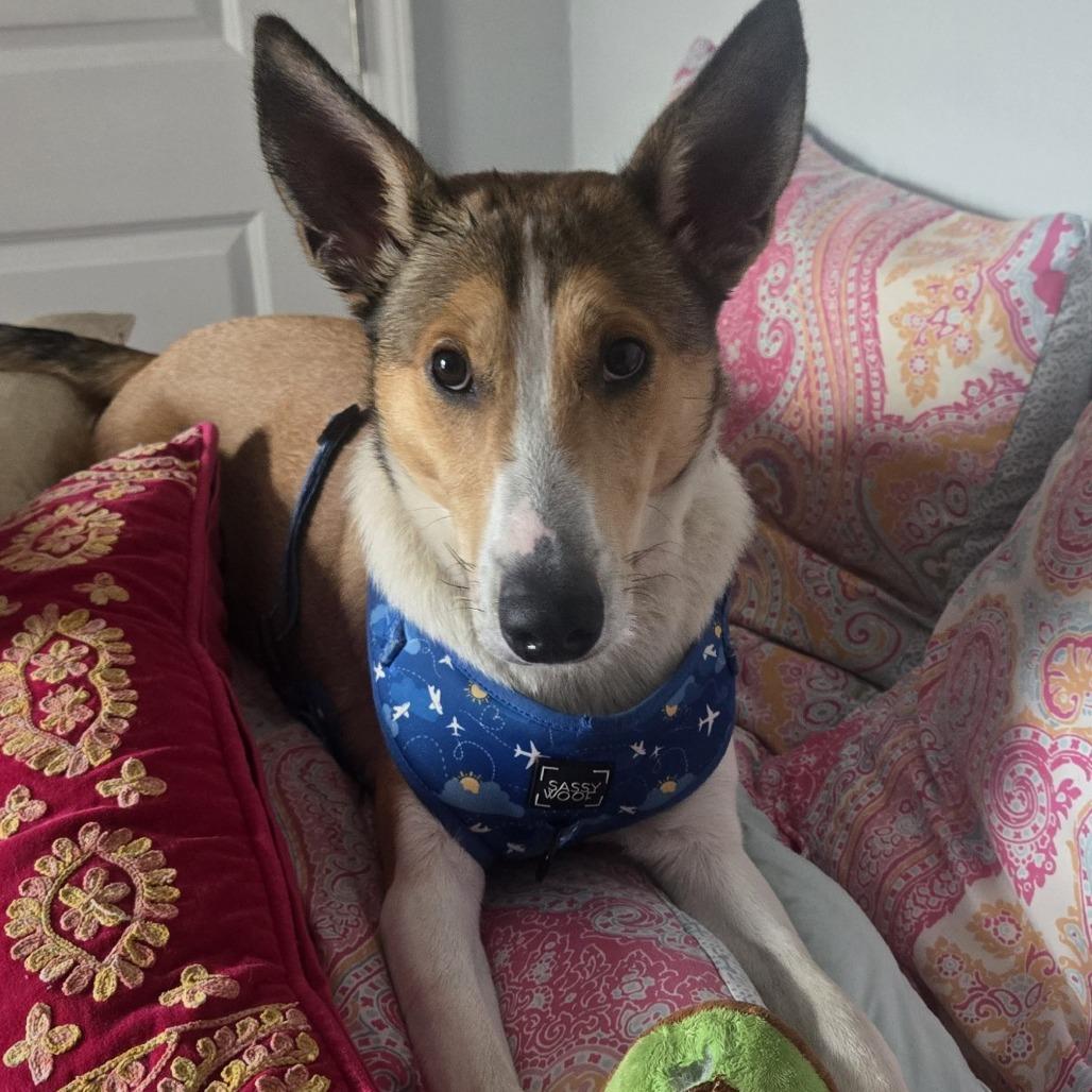 Enlarge Laddie, a Adoptable Mixed Breed in Pensacola, FL image 3/6