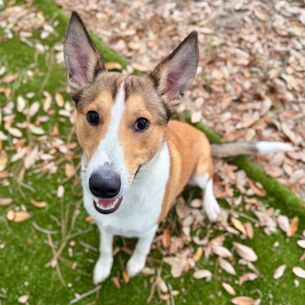 Enlarge Laddie, a Adoptable Mixed Breed in Pensacola, FL image 4/6