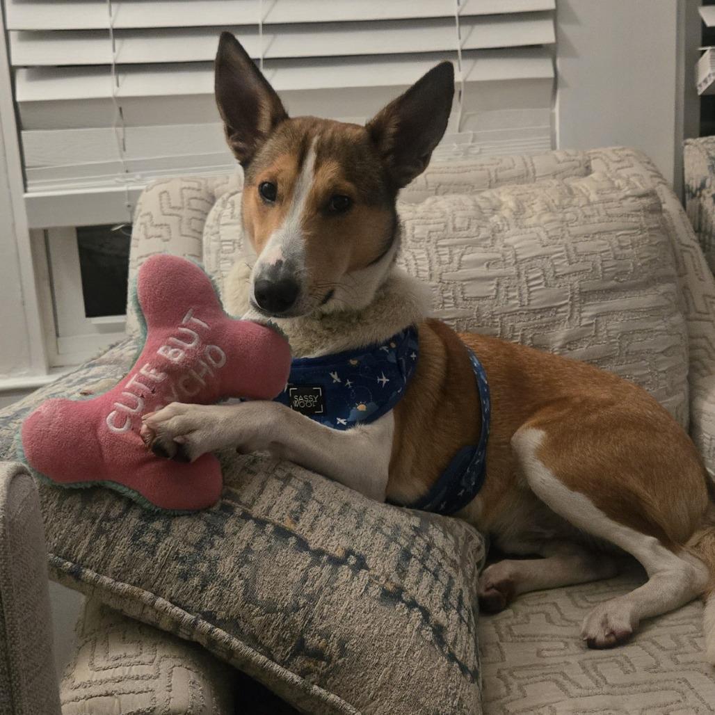 Enlarge Laddie, a Adoptable Mixed Breed in Pensacola, FL image 5/6