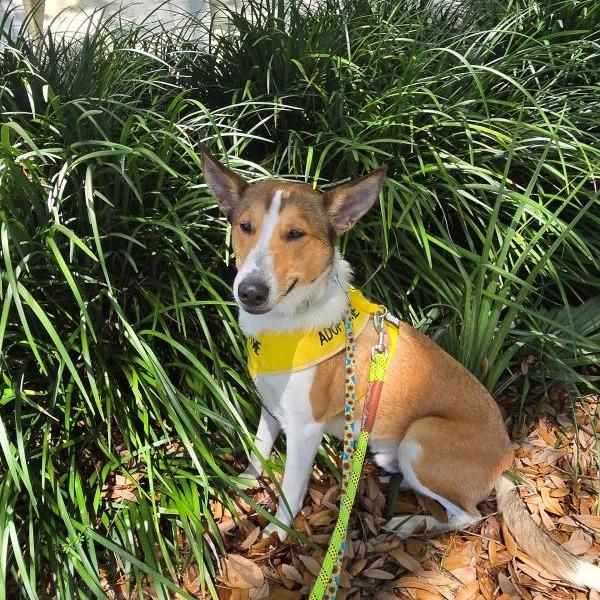 Enlarge Laddie, a Adoptable Mixed Breed in Pensacola, FL image 6/6