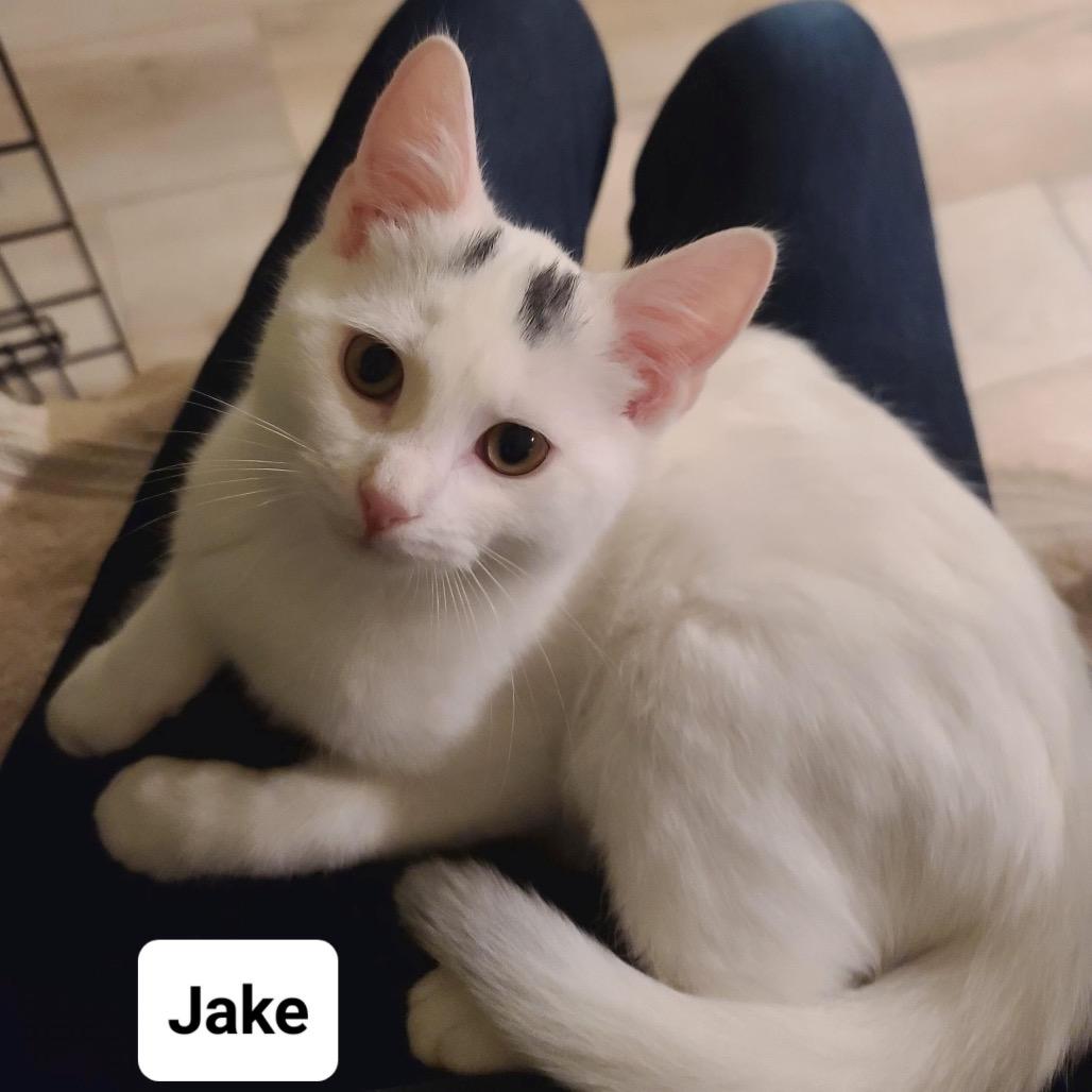 Enlarge Jake (Westmere Kitten J), a Adoptable Domestic Short Hair in Westport, CT image 1/3