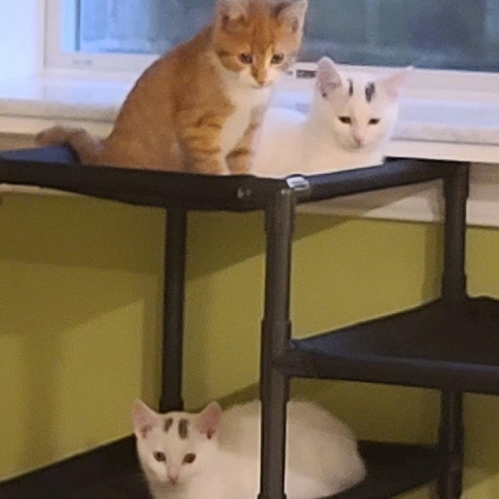 Enlarge Jake (Westmere Kitten J), a Adoptable Domestic Short Hair in Westport, CT image 2/3