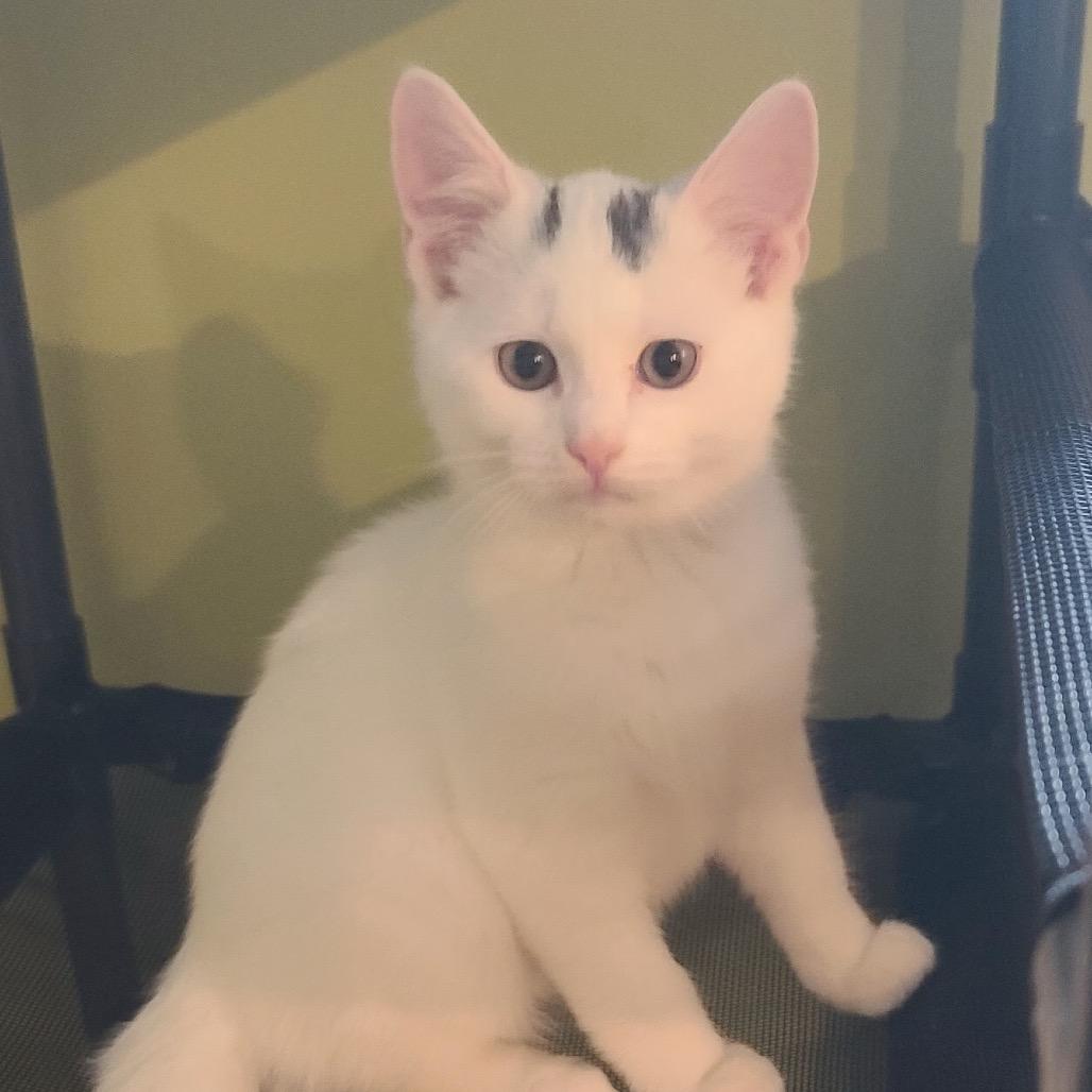 Enlarge Jake (Westmere Kitten J), a Adoptable Domestic Short Hair in Westport, CT image 3/3