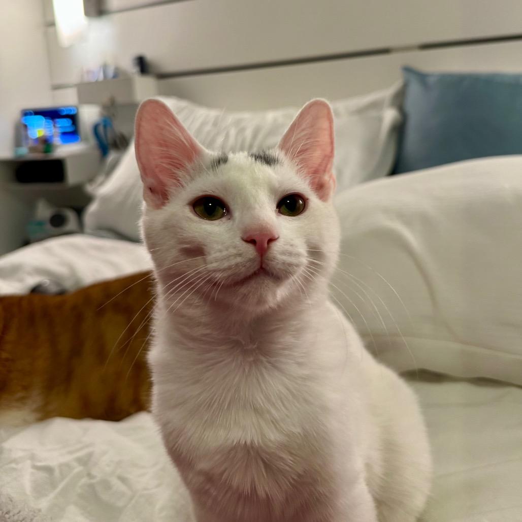 Enlarge Jake (Westmere Kitten J), a Adoptable Domestic Short Hair in Westport, CT image 4/4