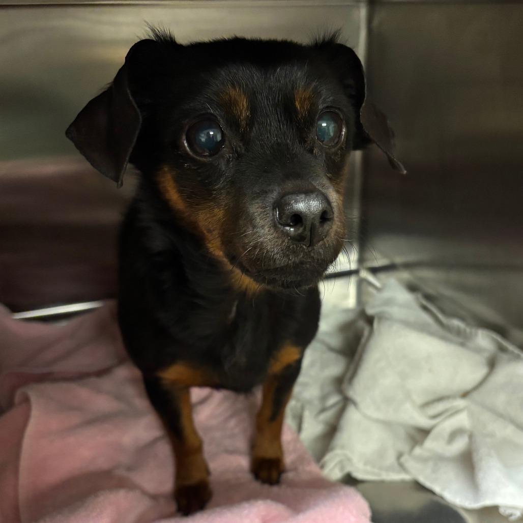 Annabelle, Adoptable, Senior Female Chihuahua & Miniature Pinscher.