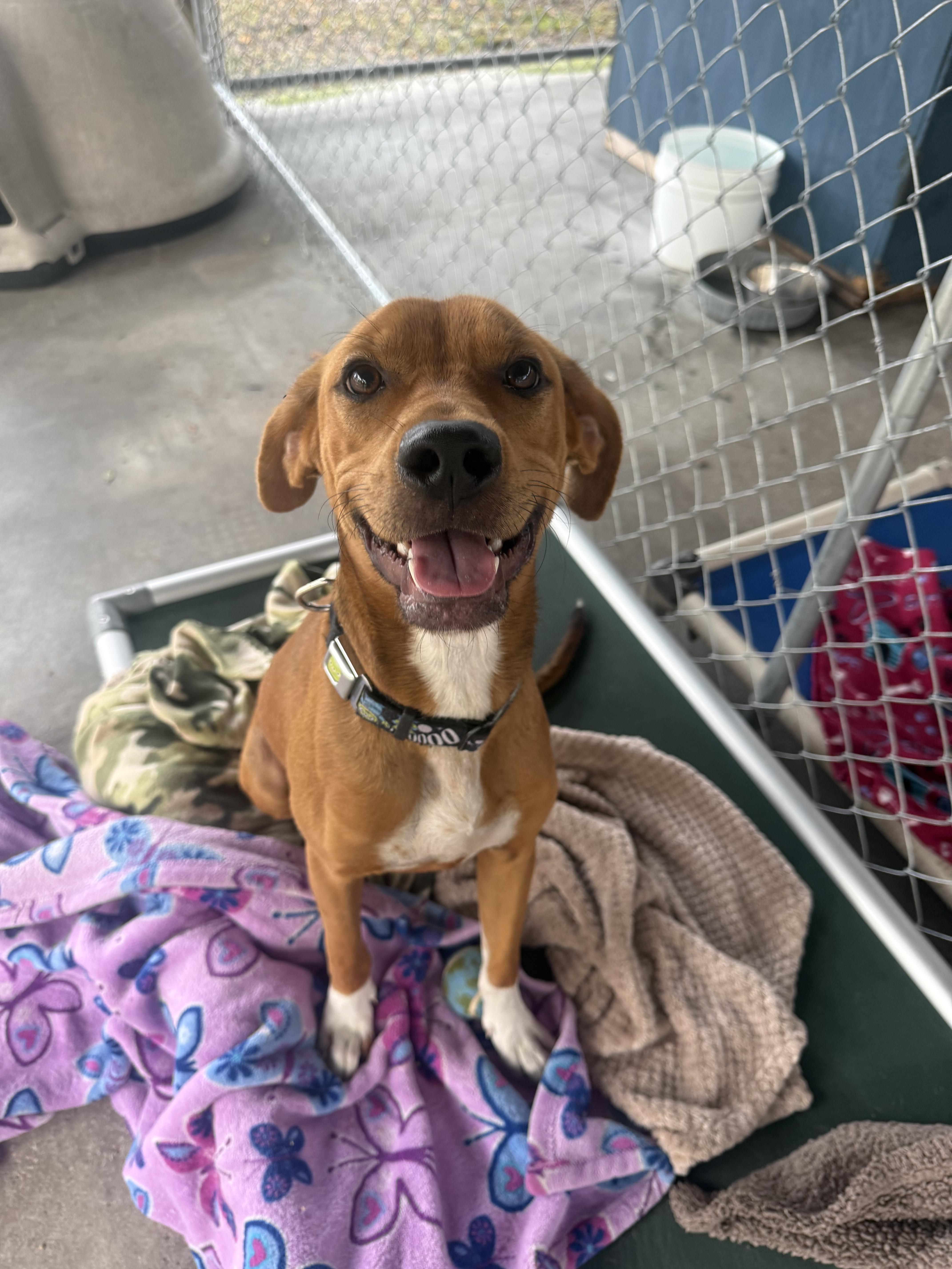 Moishe, Adopted, Young Male Rhodesian Ridgeback.