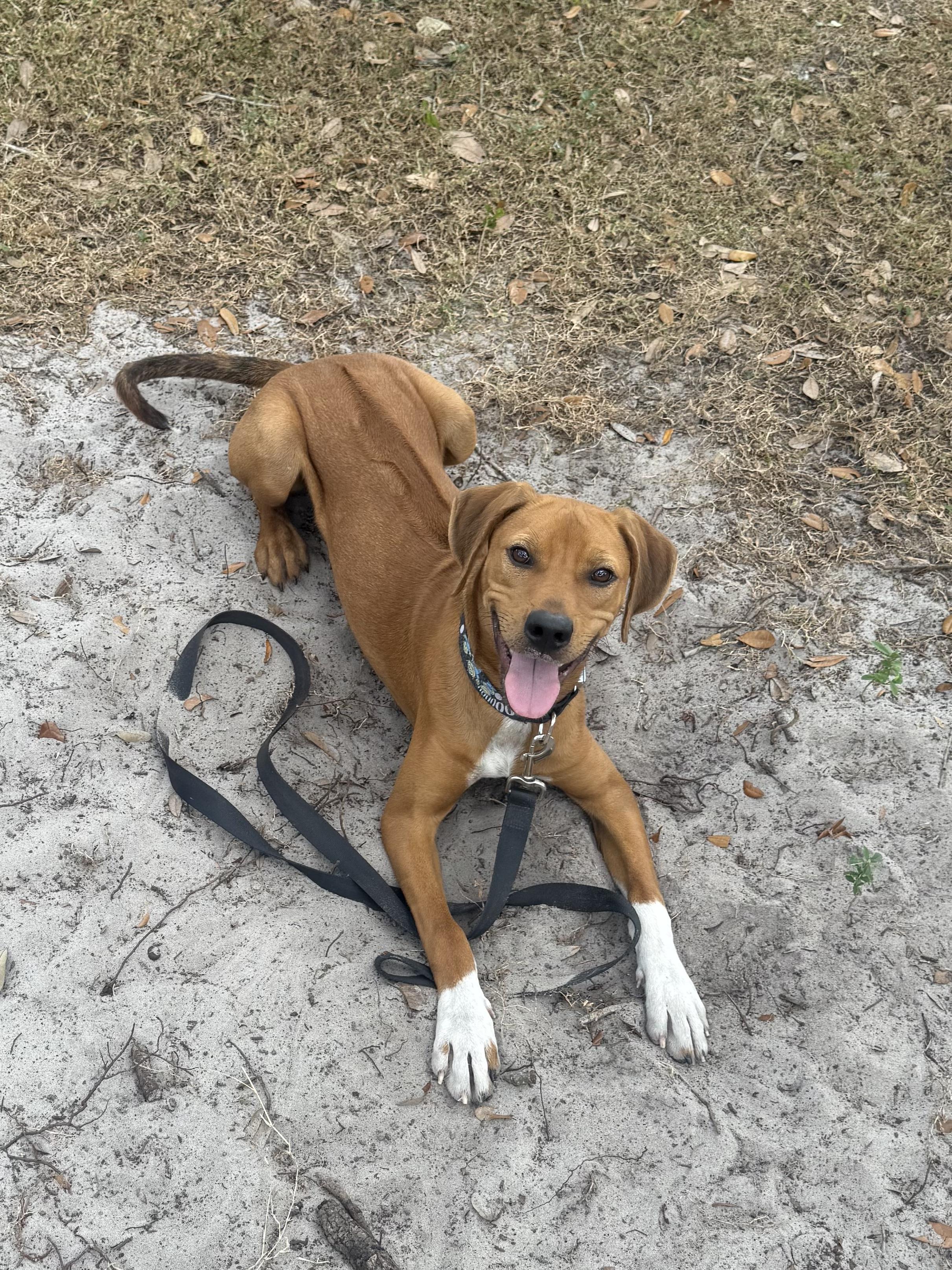 Enlarge Moishe, a Adopted mixed breed in Shady Hills, FL image 2/4