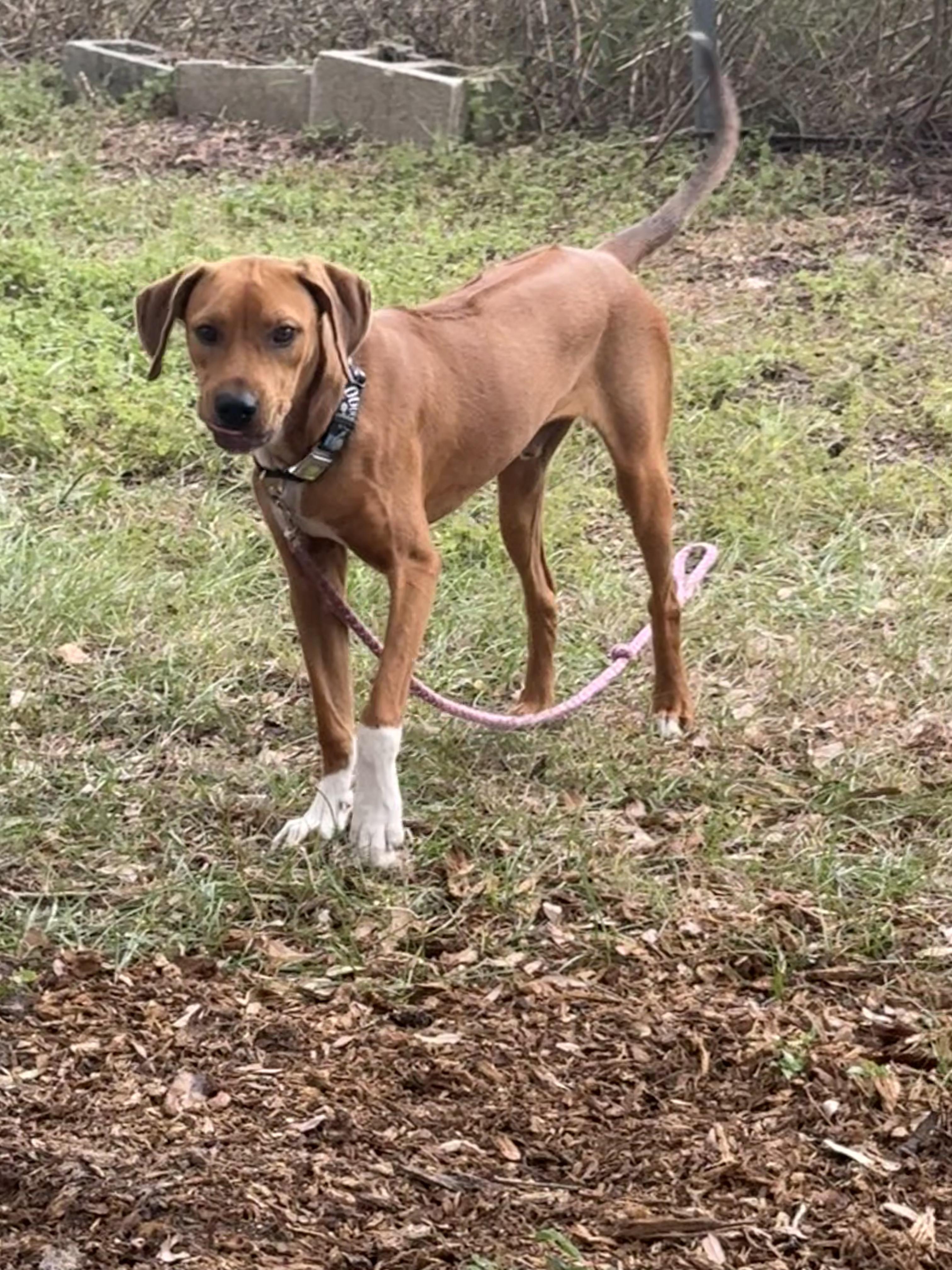 Enlarge Moishe, a Adopted mixed breed in Shady Hills, FL image 4/4