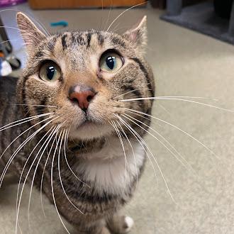 Enlarge Wilbur, an adopted Domestic Short Hair in Germantown, TN image 2/3