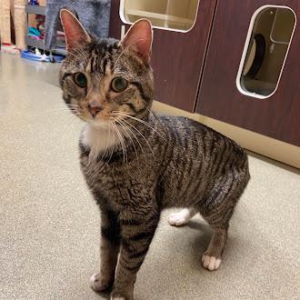 Enlarge Wilbur, an adopted Domestic Short Hair in Germantown, TN image 3/3