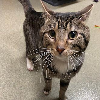 Enlarge Wilbur, an adopted Domestic Short Hair in Germantown, TN image 1/3