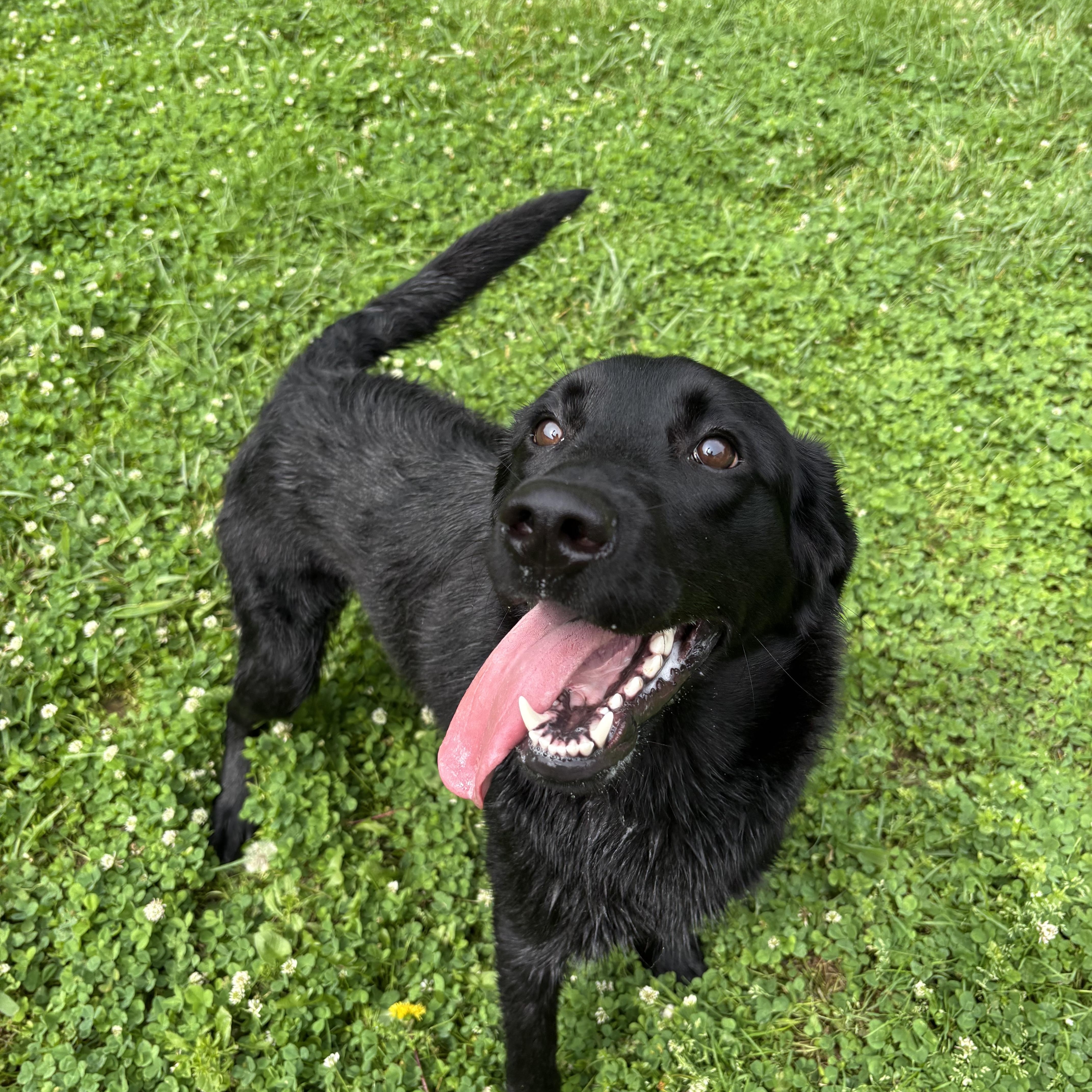 Brisket, ADOPTABLE, Young Male Black Labrador Retriever.