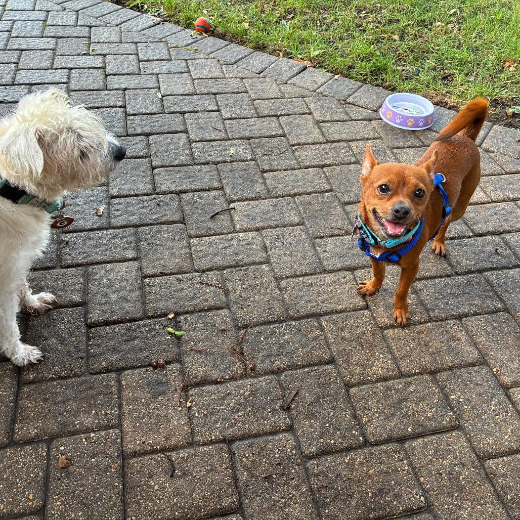Butterfinger, Adoptable, Young Male Chihuahua & Mixed Breed.