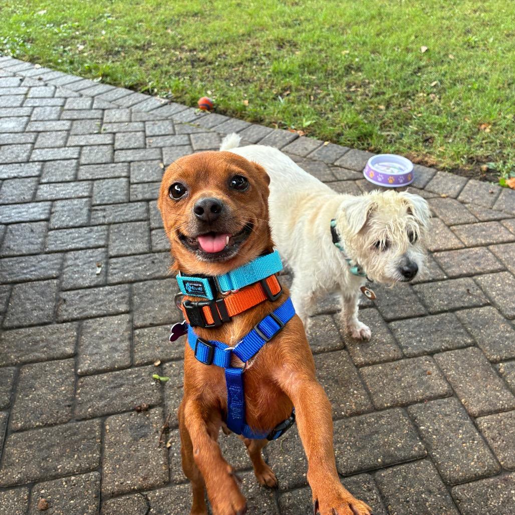Enlarge Butterfinger, a Adoptable mixed breed in Chicago, IL image 2/6