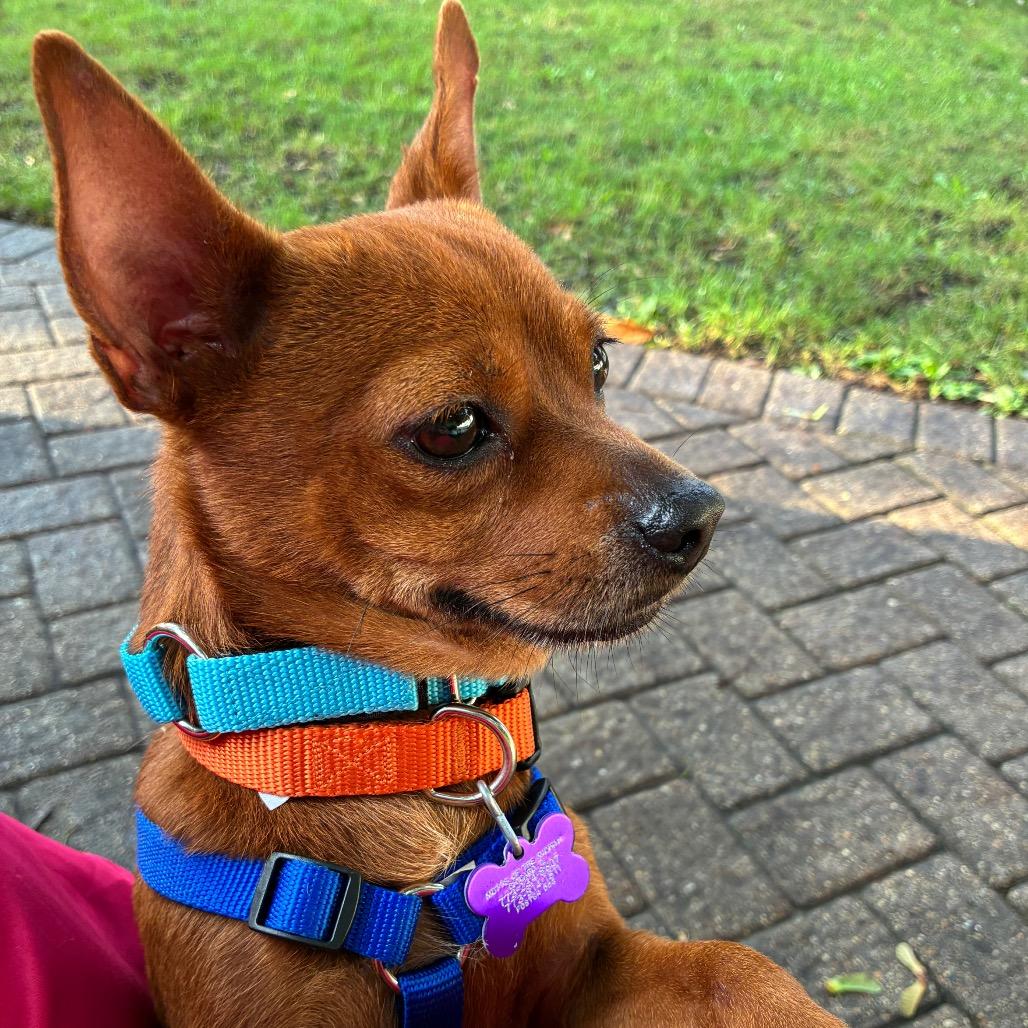 Enlarge Butterfinger, a Adoptable mixed breed in Chicago, IL image 3/6