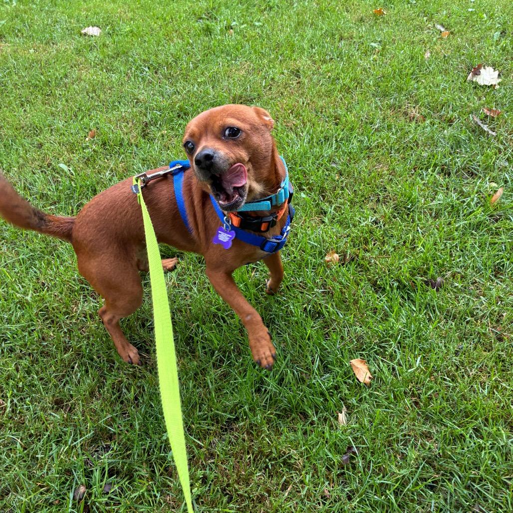 Enlarge Butterfinger, a Adoptable mixed breed in Chicago, IL image 4/6