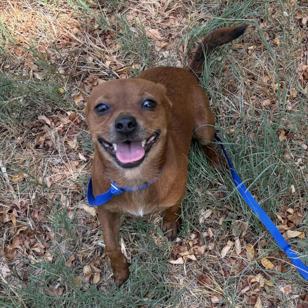 Enlarge Butterfinger, a Adoptable mixed breed in Chicago, IL image 5/6