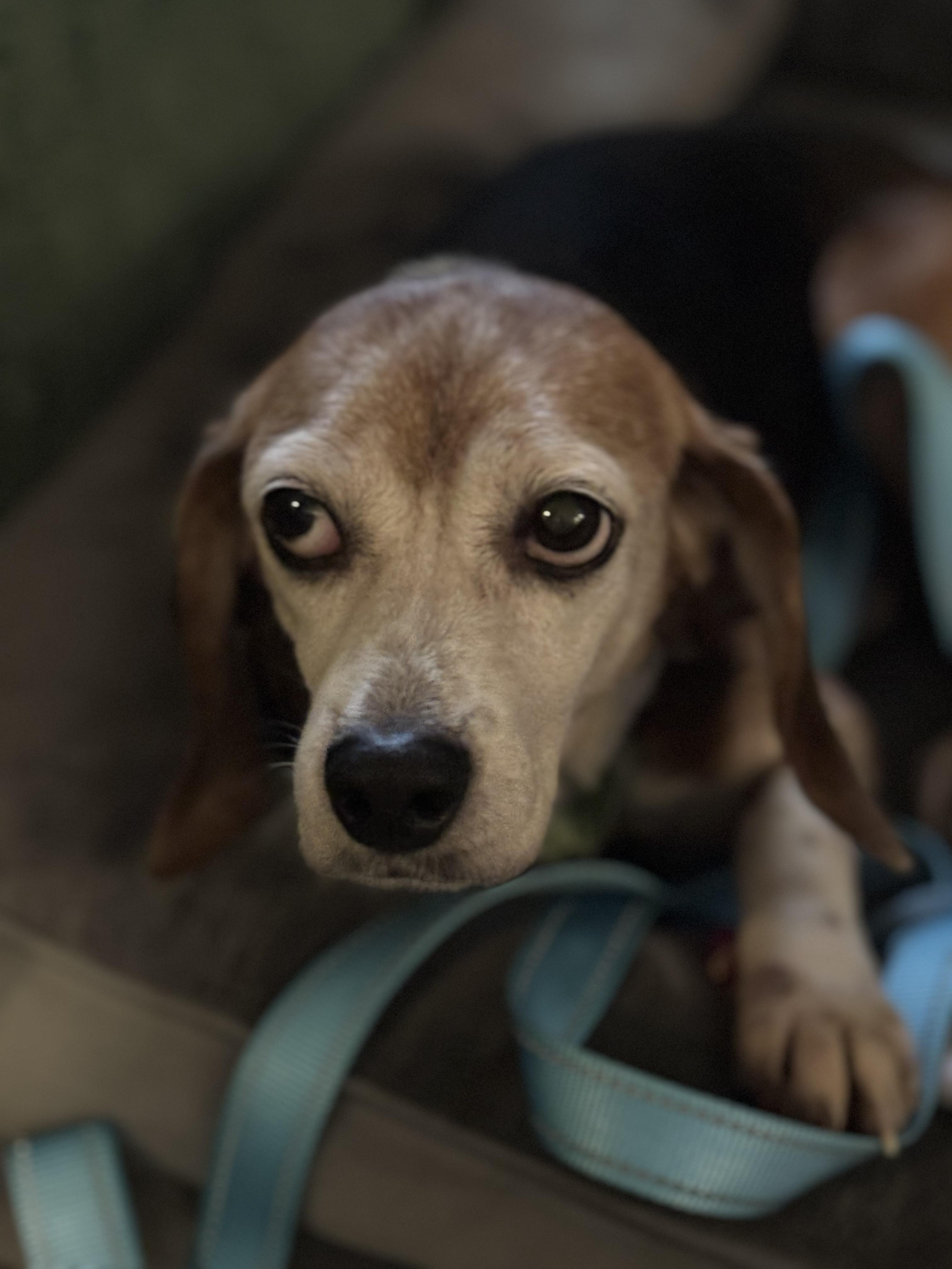 Bernadette, Adoptable, Adult Female Beagle.