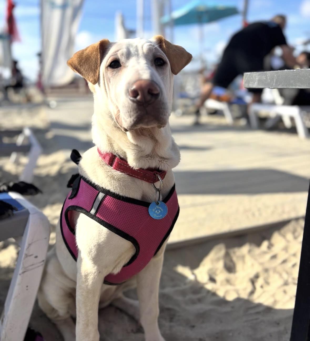 Enlarge Ariel, a Adoptable mixed breed in Pasadena, CA image 5/6