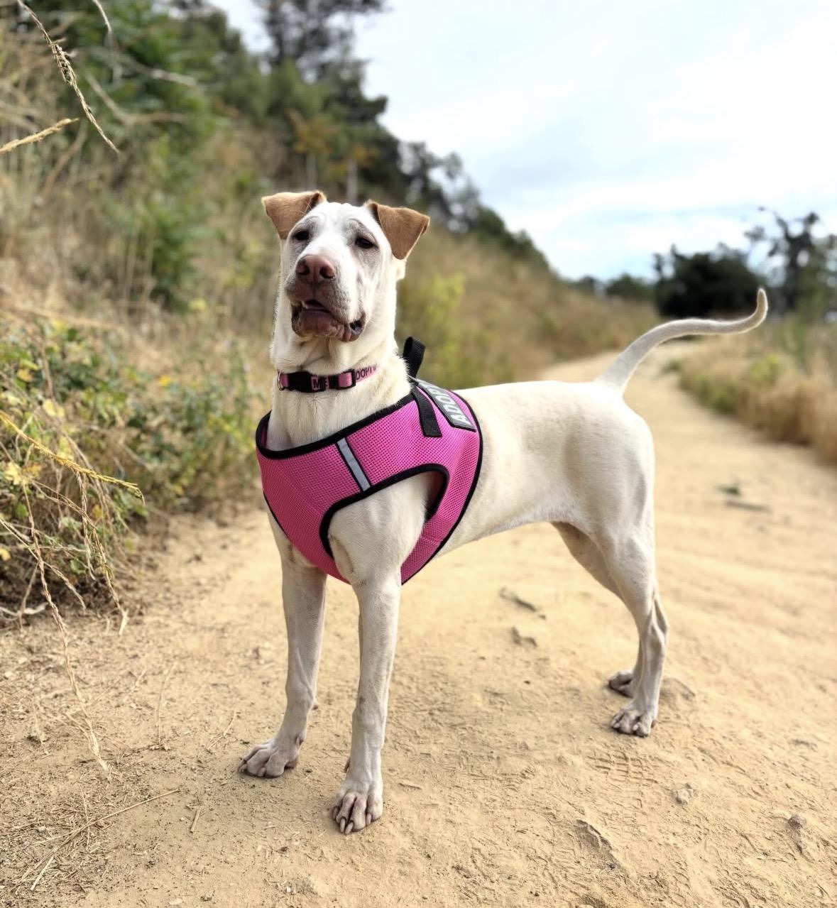 Enlarge Ariel, a Adoptable mixed breed in Pasadena, CA image 3/6