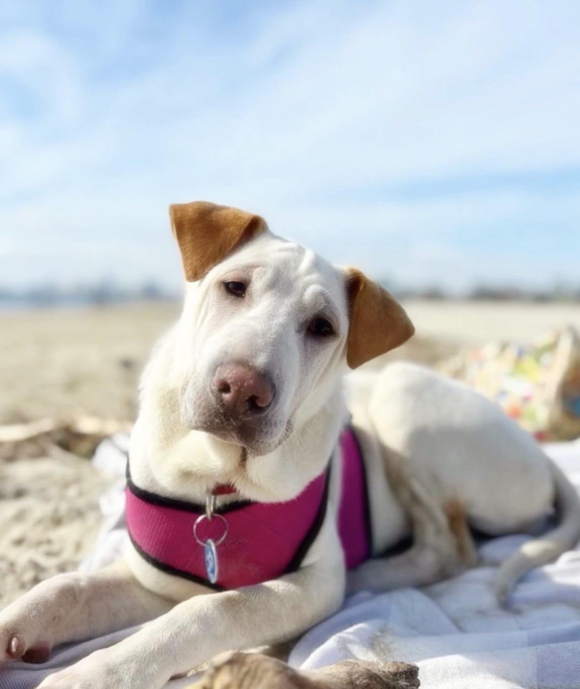 Ariel, Adoptable, Young Female Labrador Retriever & Shar-Pei.