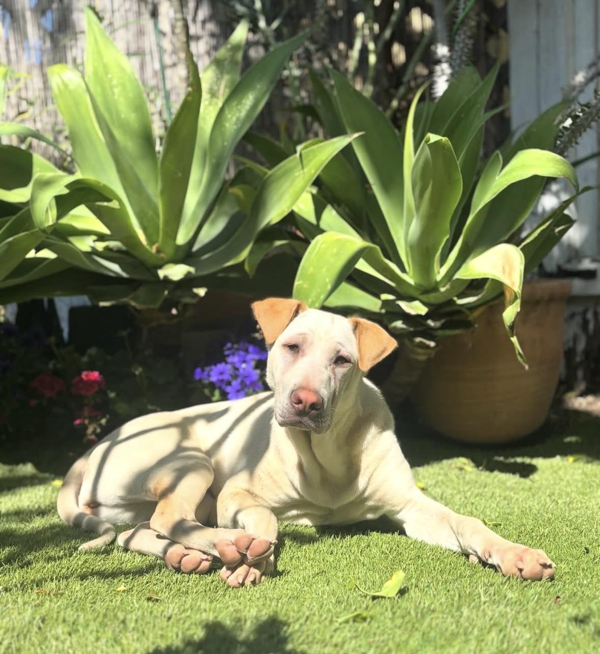 Enlarge Ariel, a Adoptable mixed breed in Pasadena, CA image 6/6