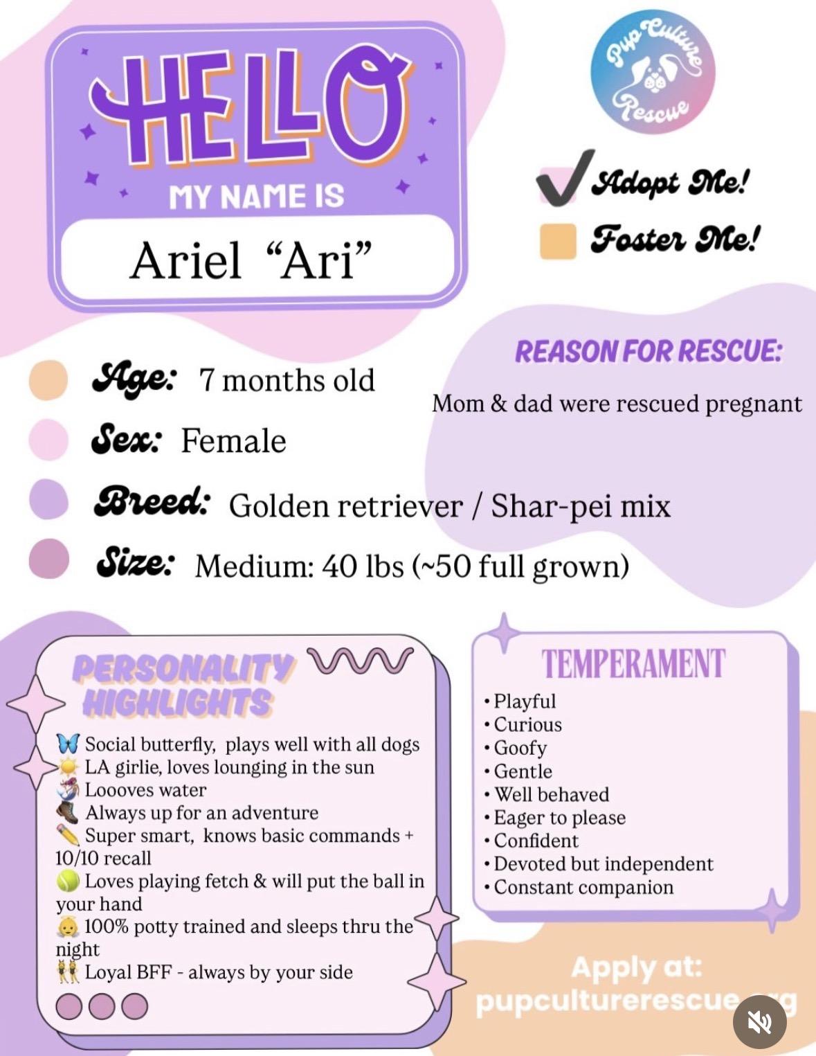 Enlarge Ariel, a Adoptable mixed breed in Pasadena, CA image 2/6