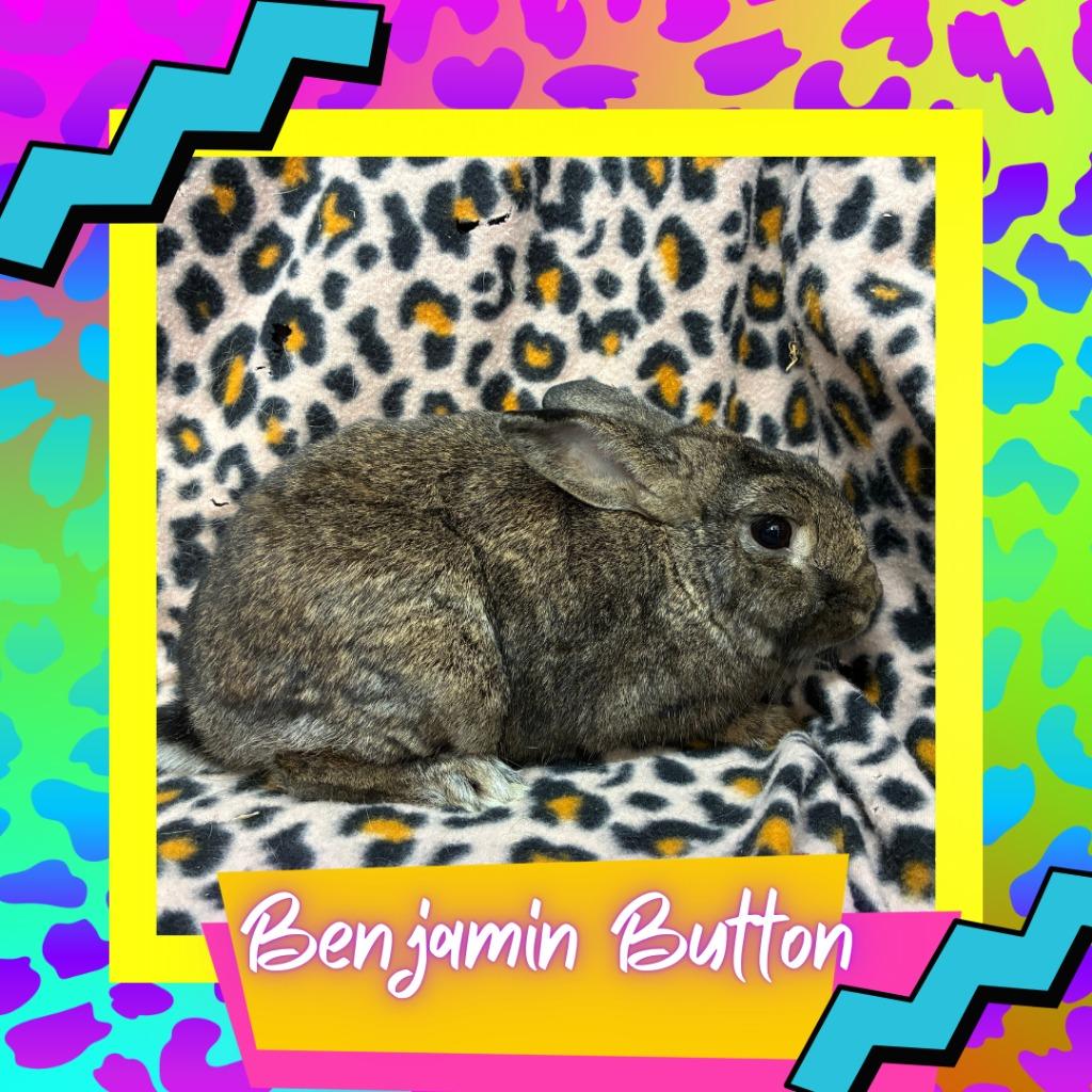 Enlarge Benjamin Button, a Adoptable Bunny Rabbit in Elizabethtown, KY image 1/2