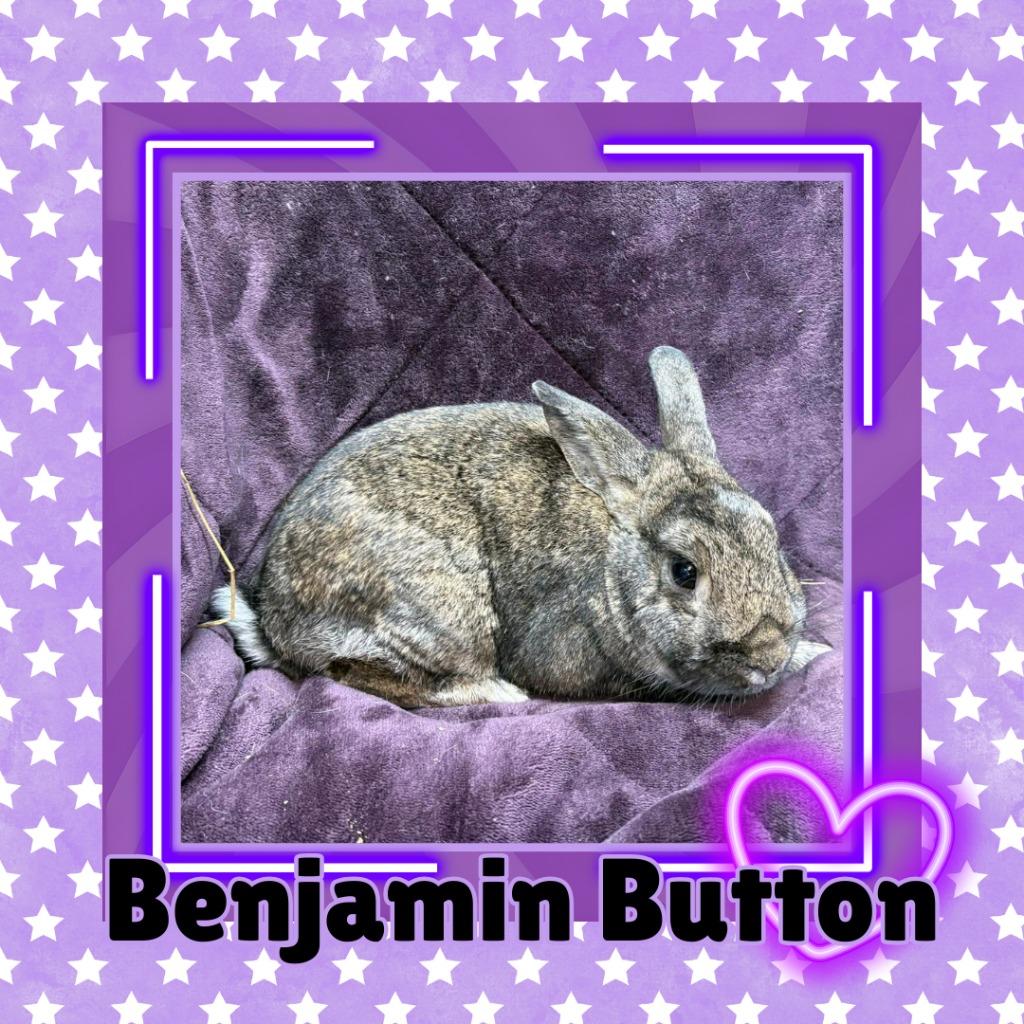 Enlarge Benjamin Button, a Adoptable Bunny Rabbit in Elizabethtown, KY image 2/2