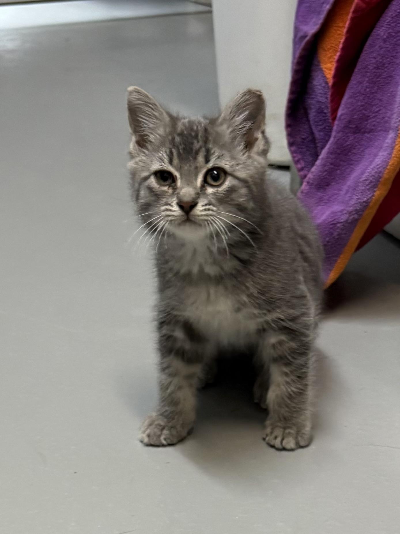 Enlarge Starlight, an adopted American Shorthair in Big Rapids, MI image 4/4