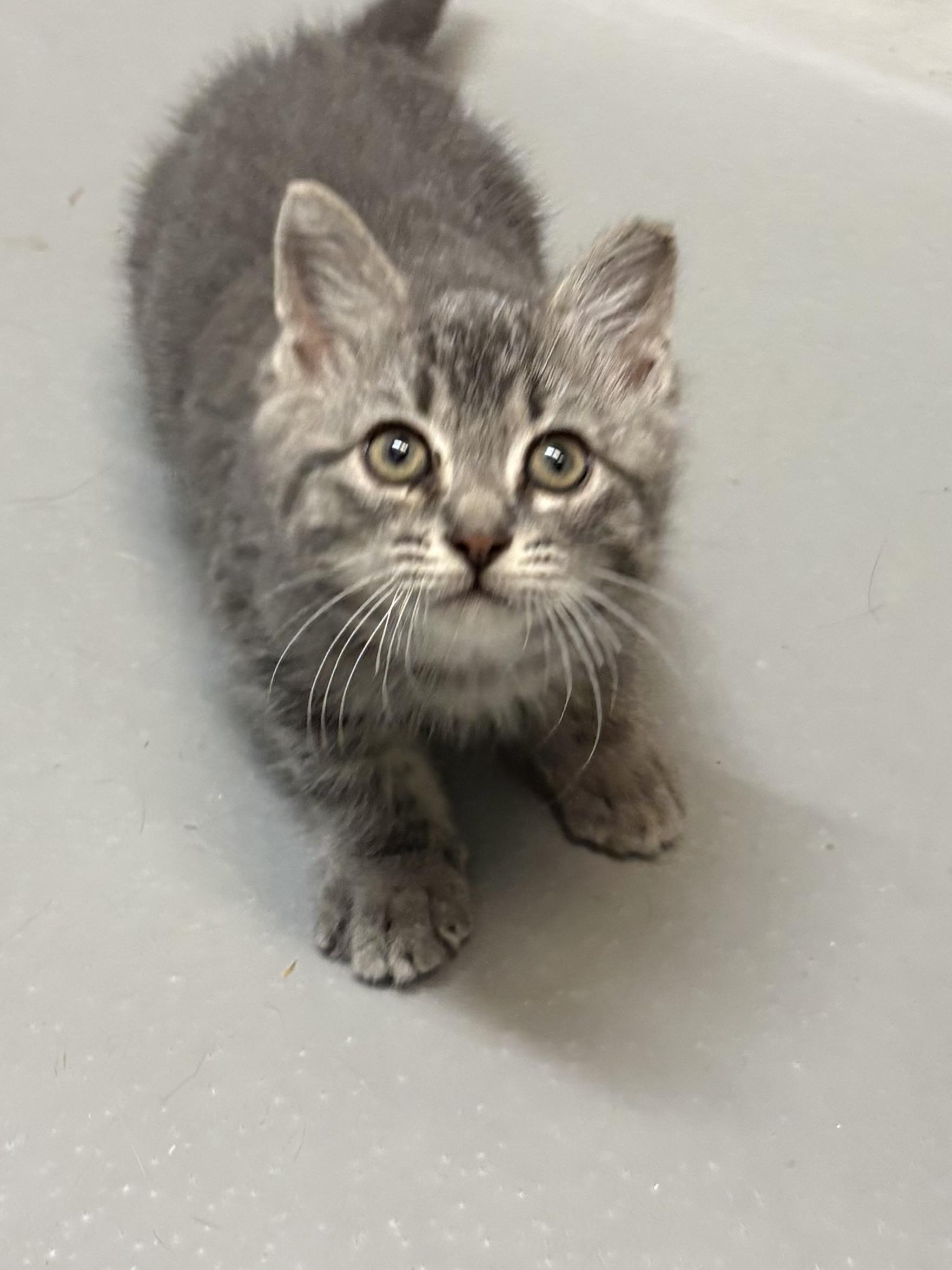 Enlarge Starlight, an adopted American Shorthair in Big Rapids, MI image 3/4