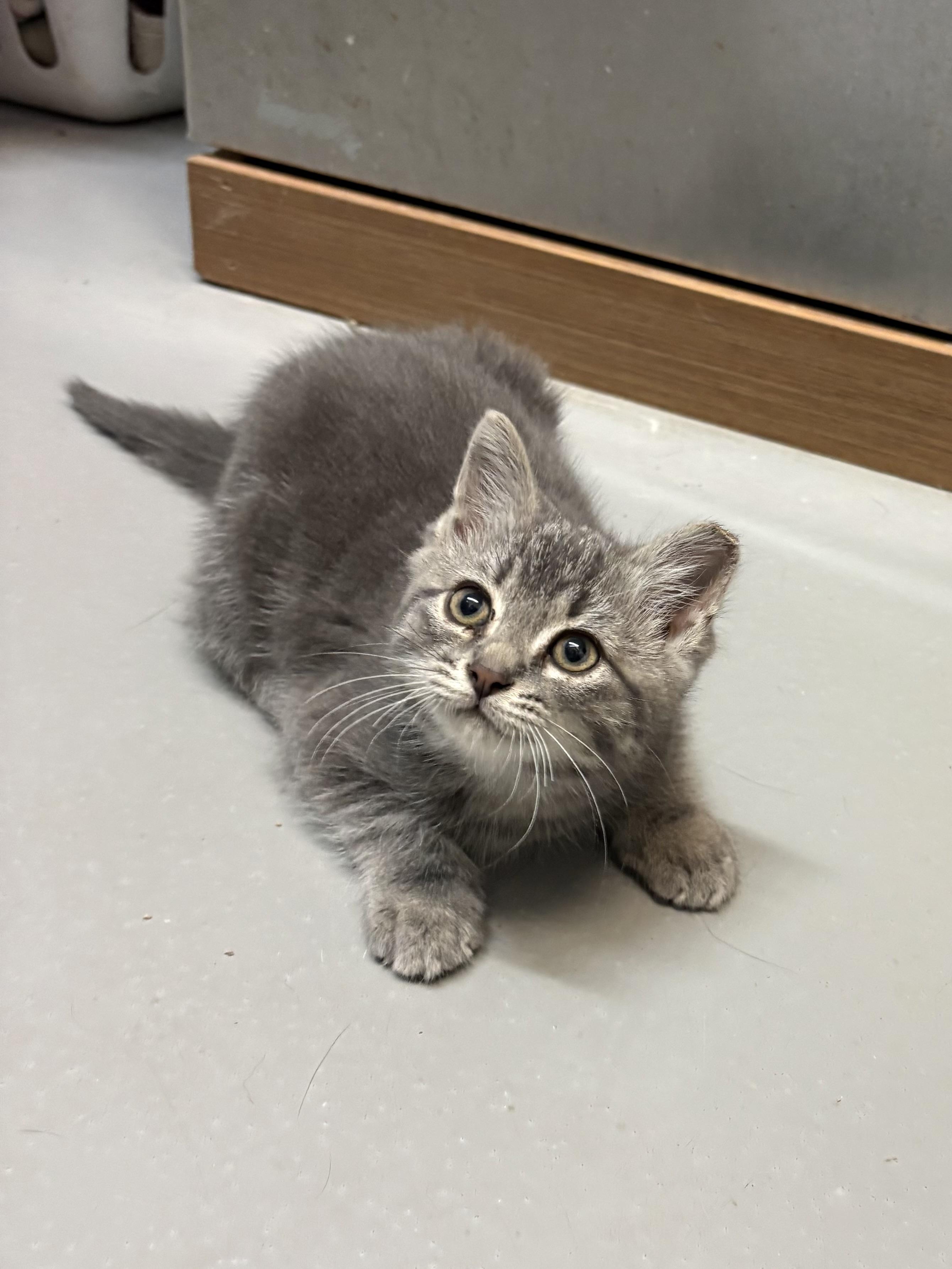 Enlarge Starlight, an adopted American Shorthair in Big Rapids, MI image 2/4