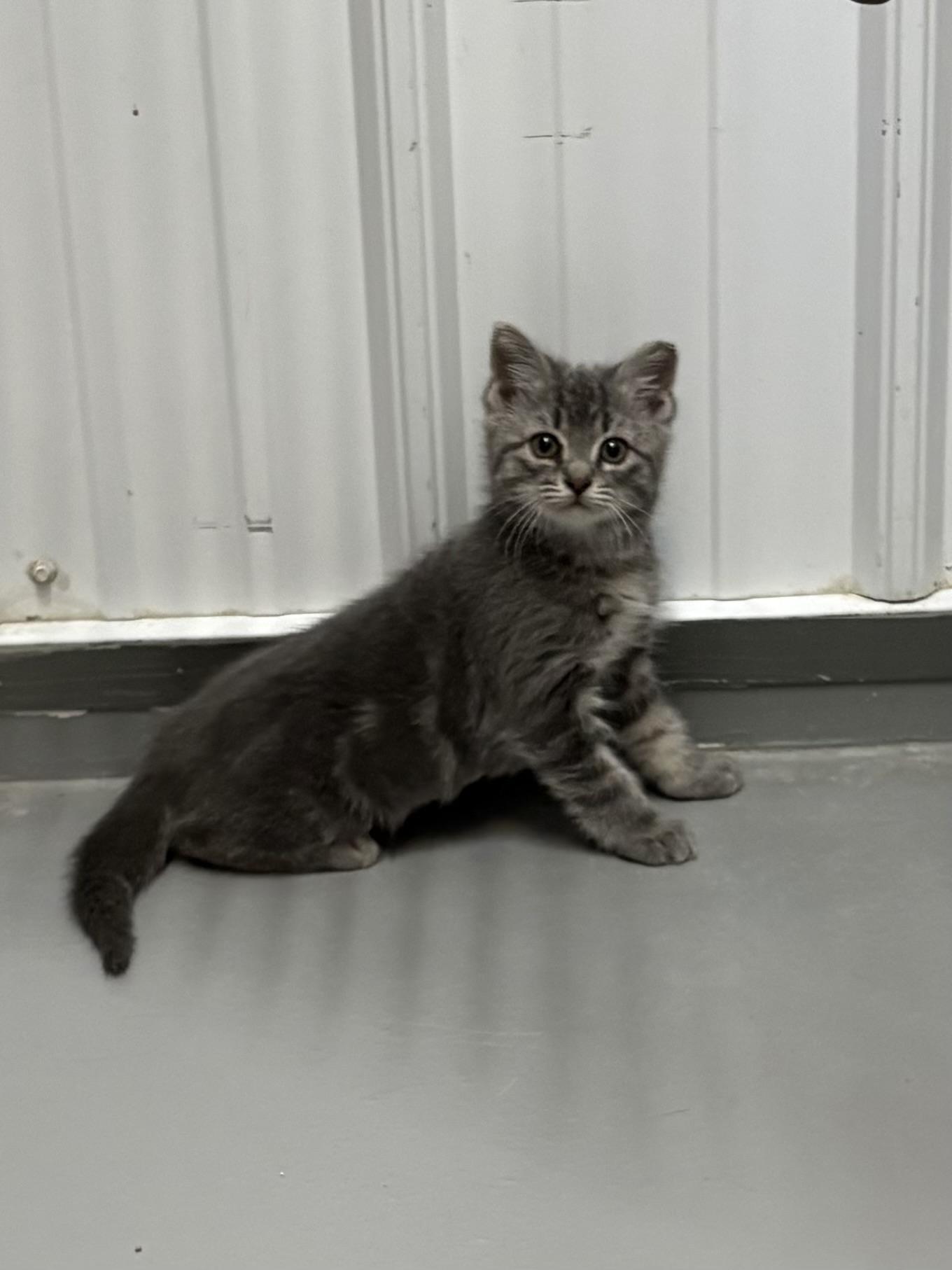 Starlight, adopted, Kitten Female American Shorthair.