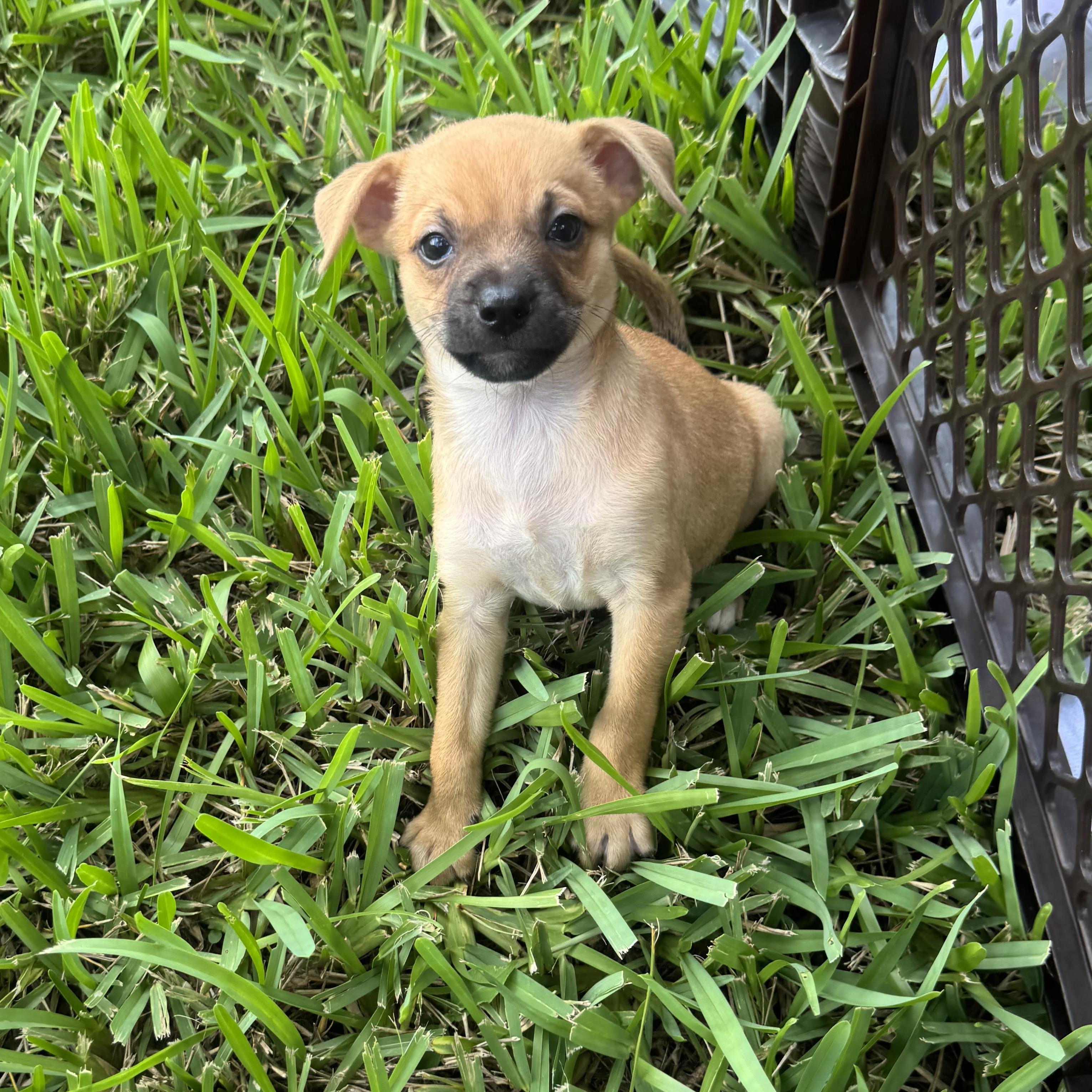 Doug, a Adoptable mixed breed in Tallahassee, FL image 2/6