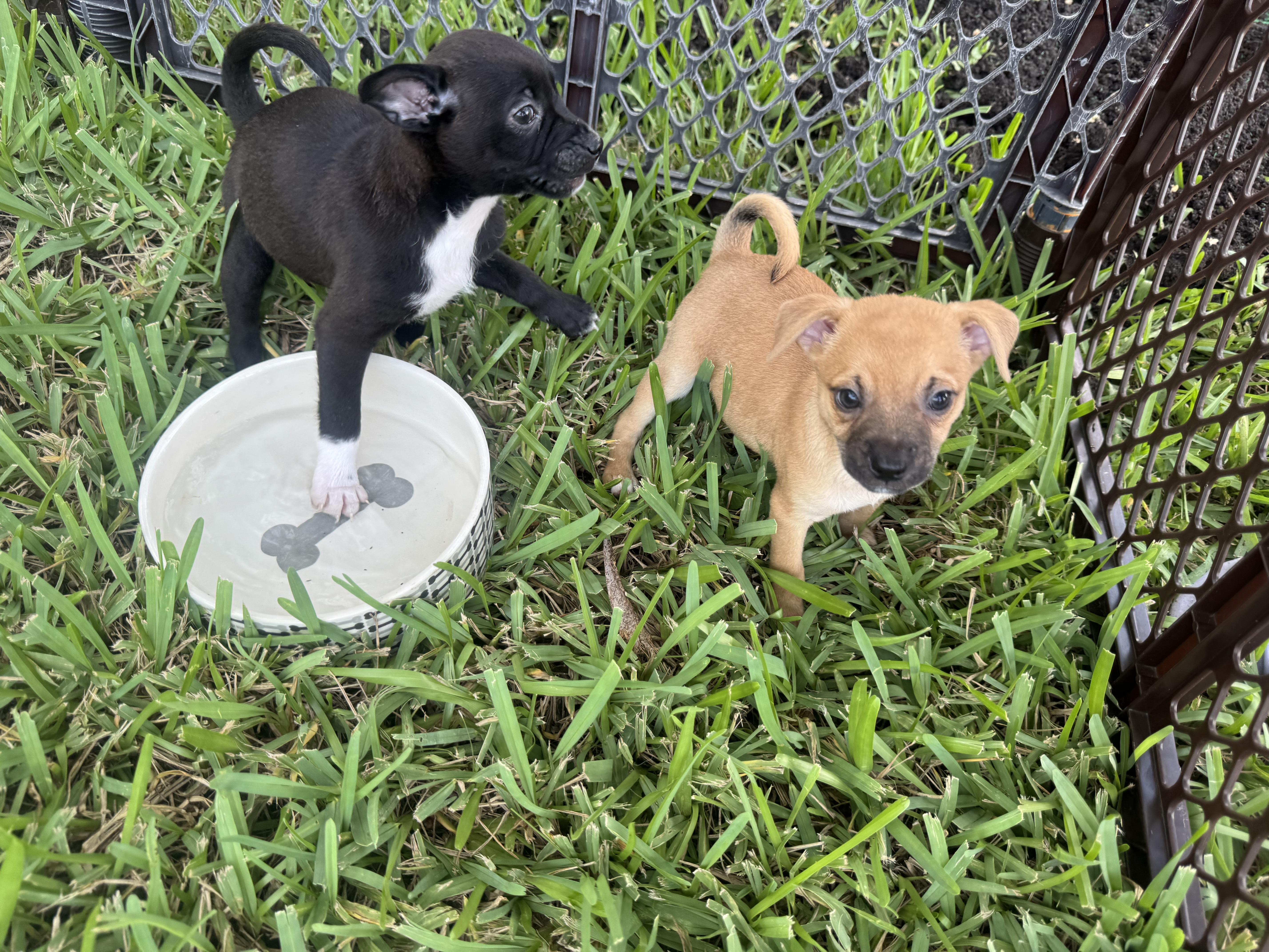 Doug, a Adoptable mixed breed in Tallahassee, FL image 5/6