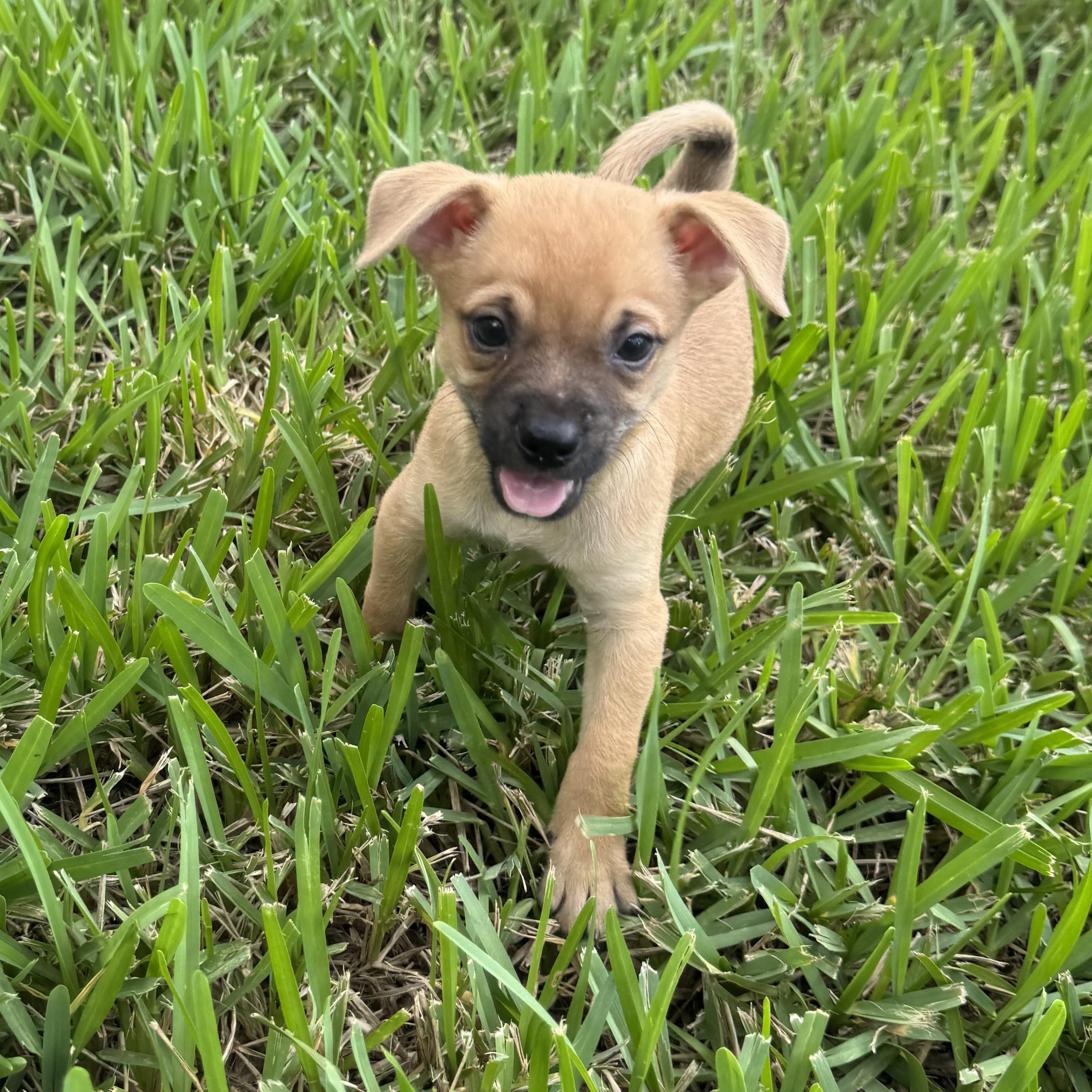 Doug, a Adoptable mixed breed in Tallahassee, FL image 6/6