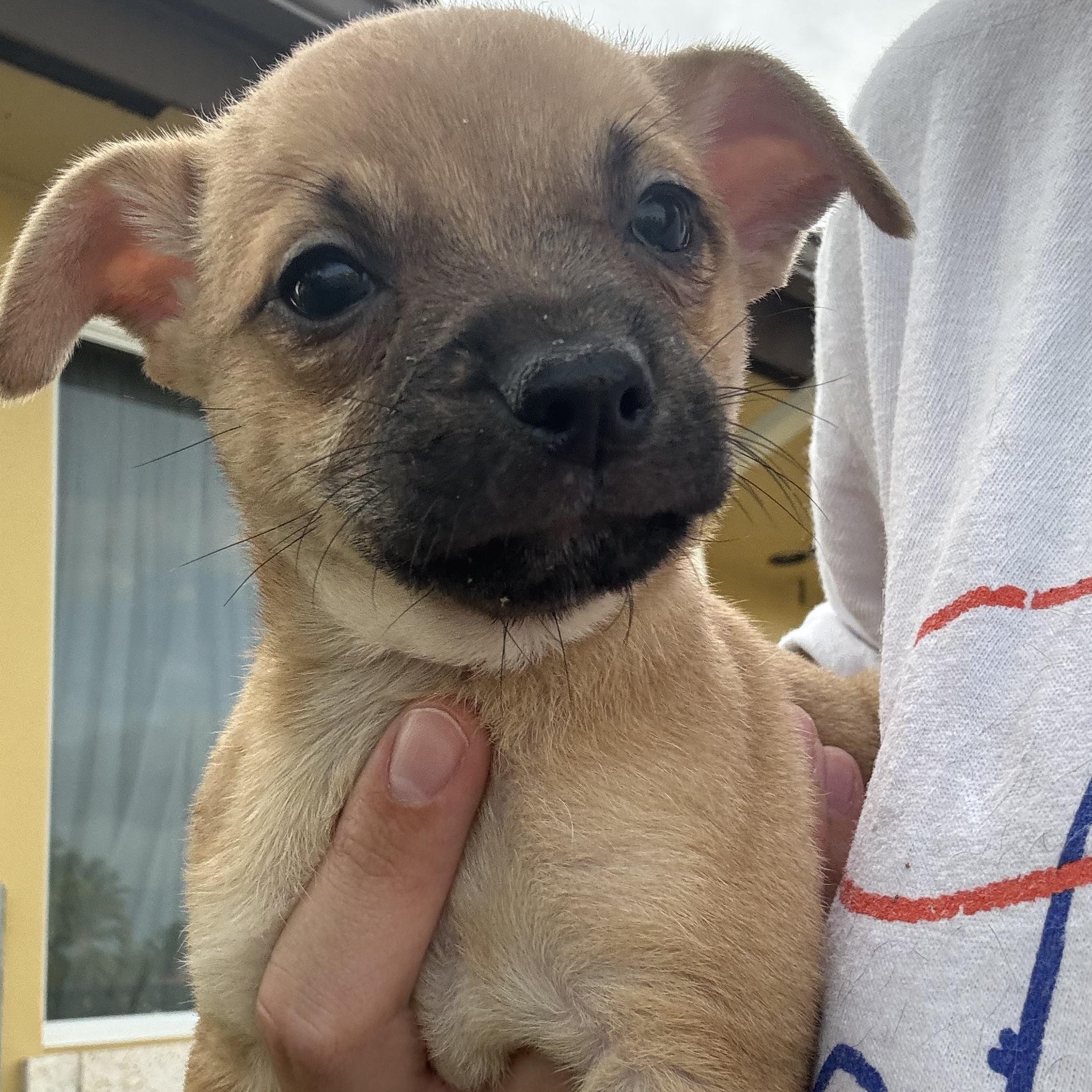 Doug, a Adoptable mixed breed in Tallahassee, FL image 1/6