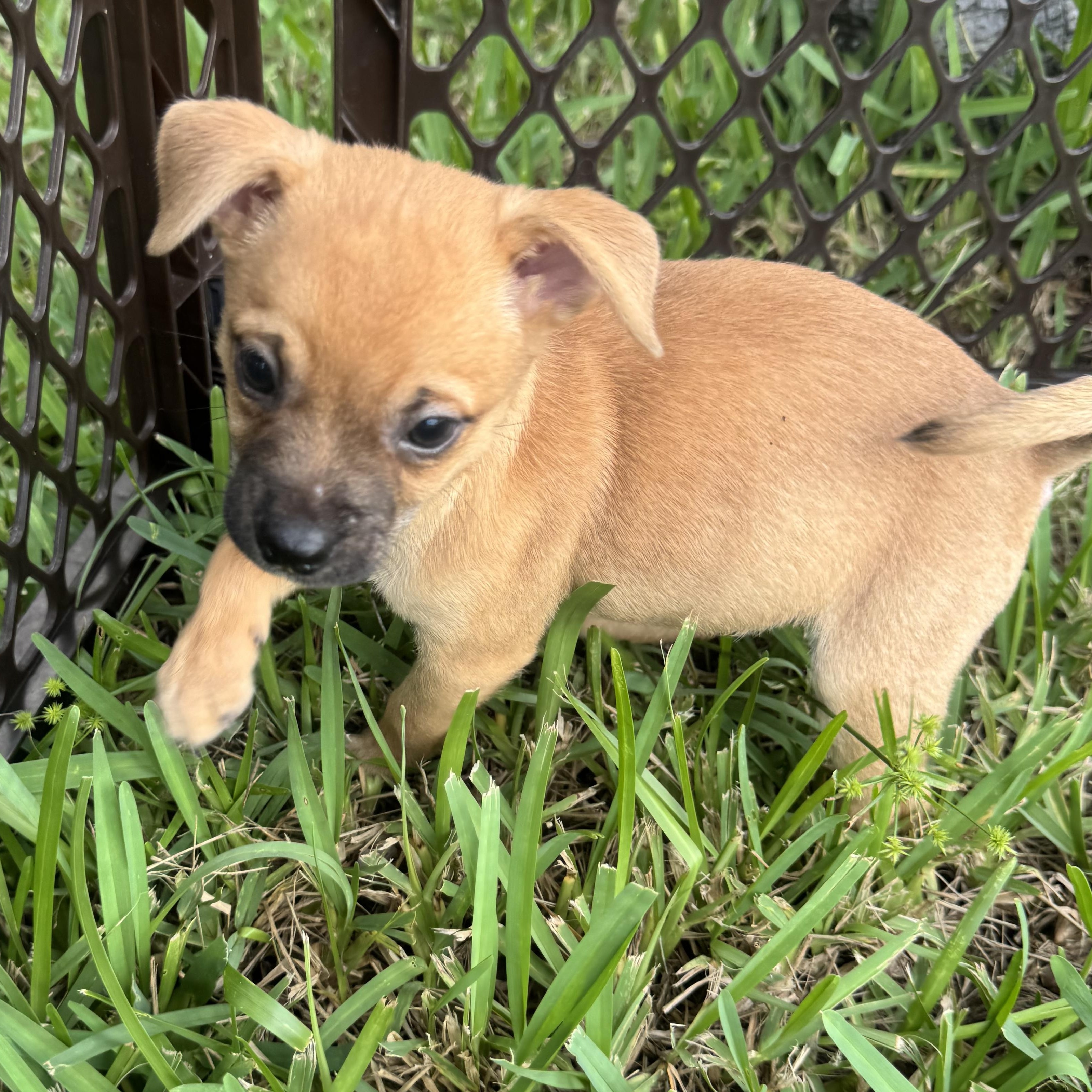 Doug, a Adoptable mixed breed in Tallahassee, FL image 3/6