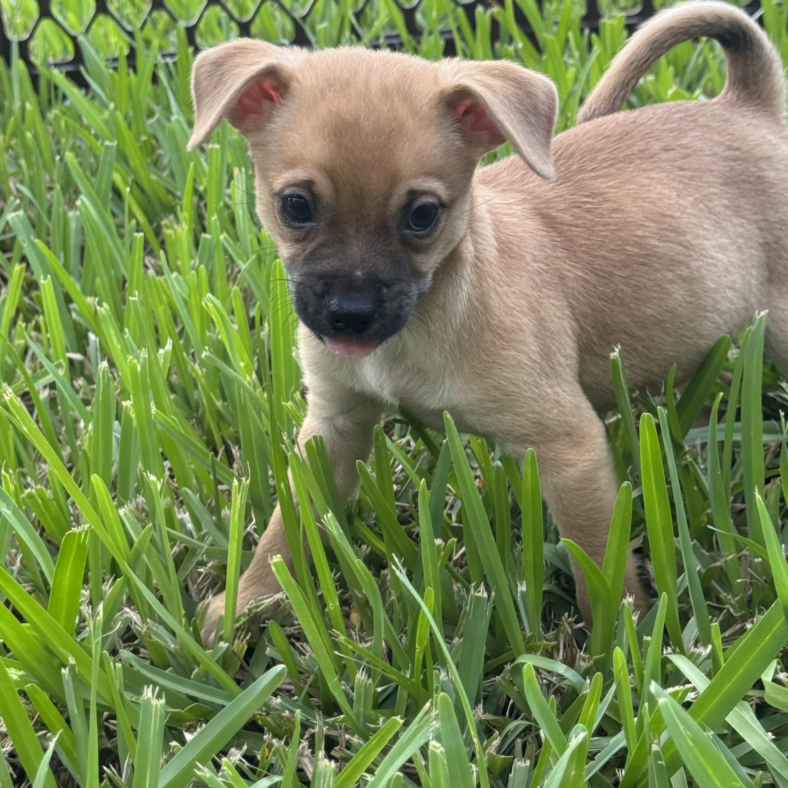 Doug, a Adoptable mixed breed in Tallahassee, FL image 4/6