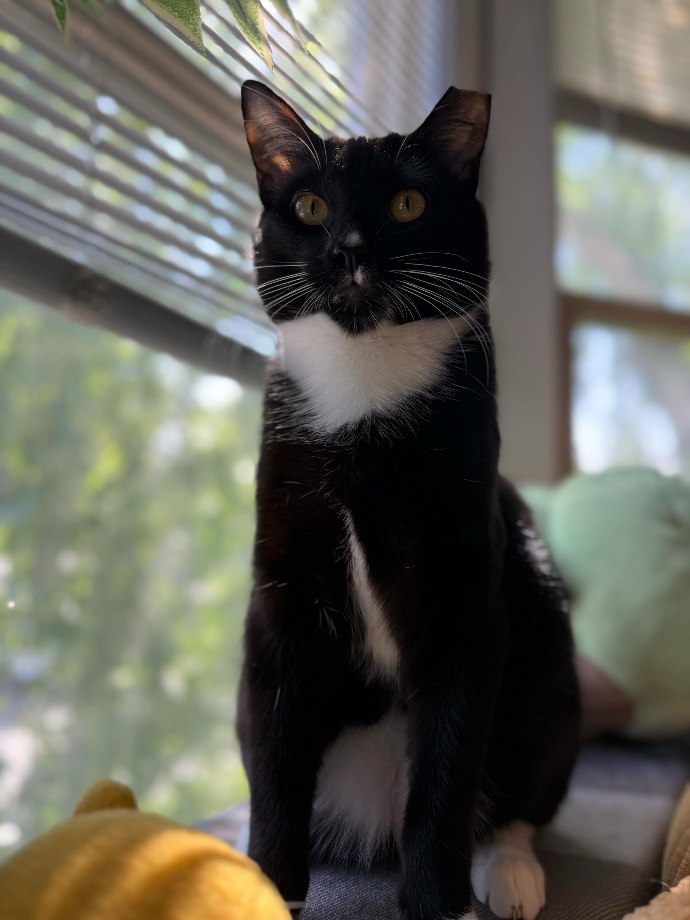 Furlough, a ADOPTABLE Domestic Short Hair in Seattle, WA image 1/6