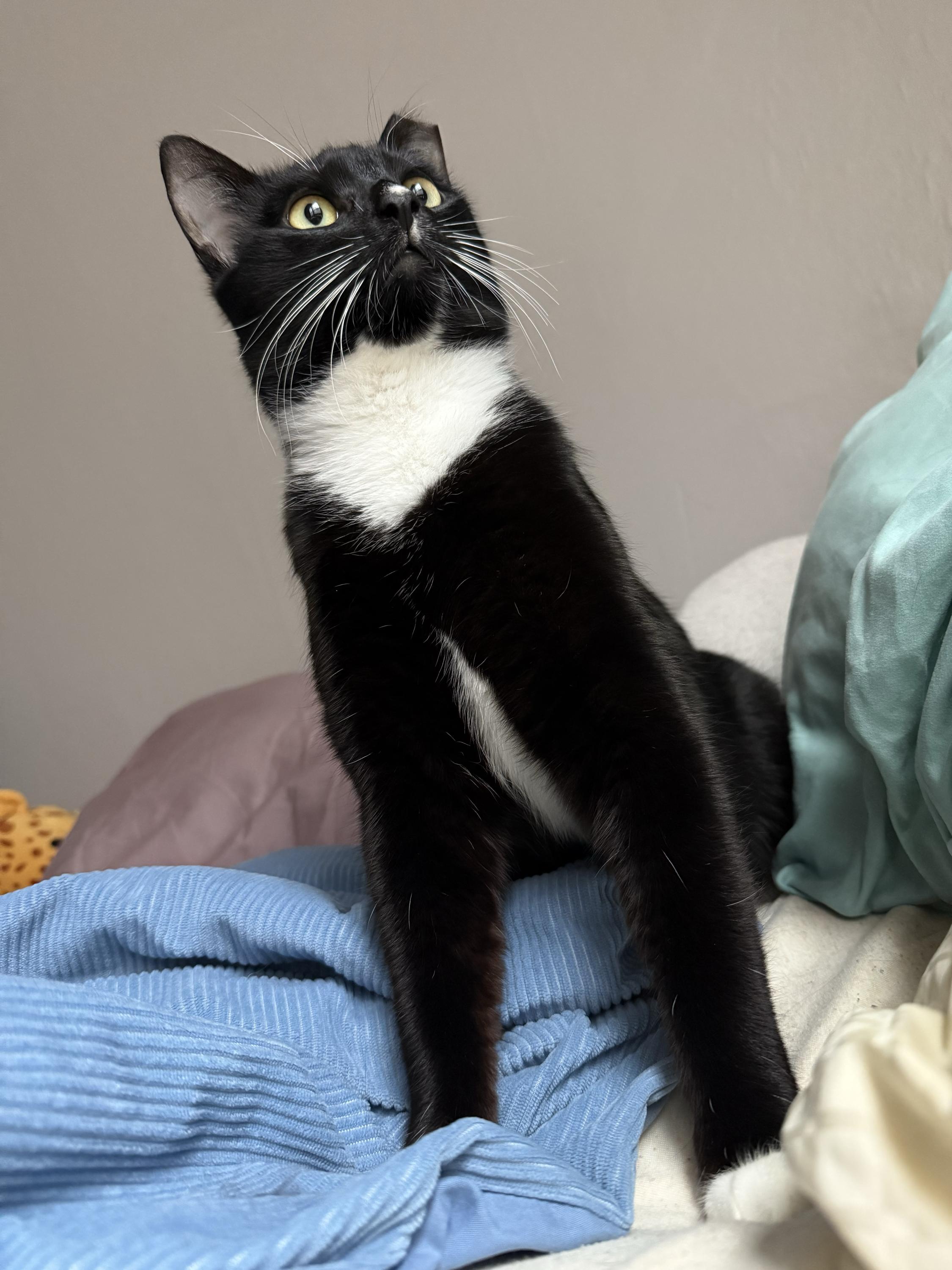 Enlarge Furlough, a ADOPTABLE Domestic Short Hair in Seattle, WA image 6/6