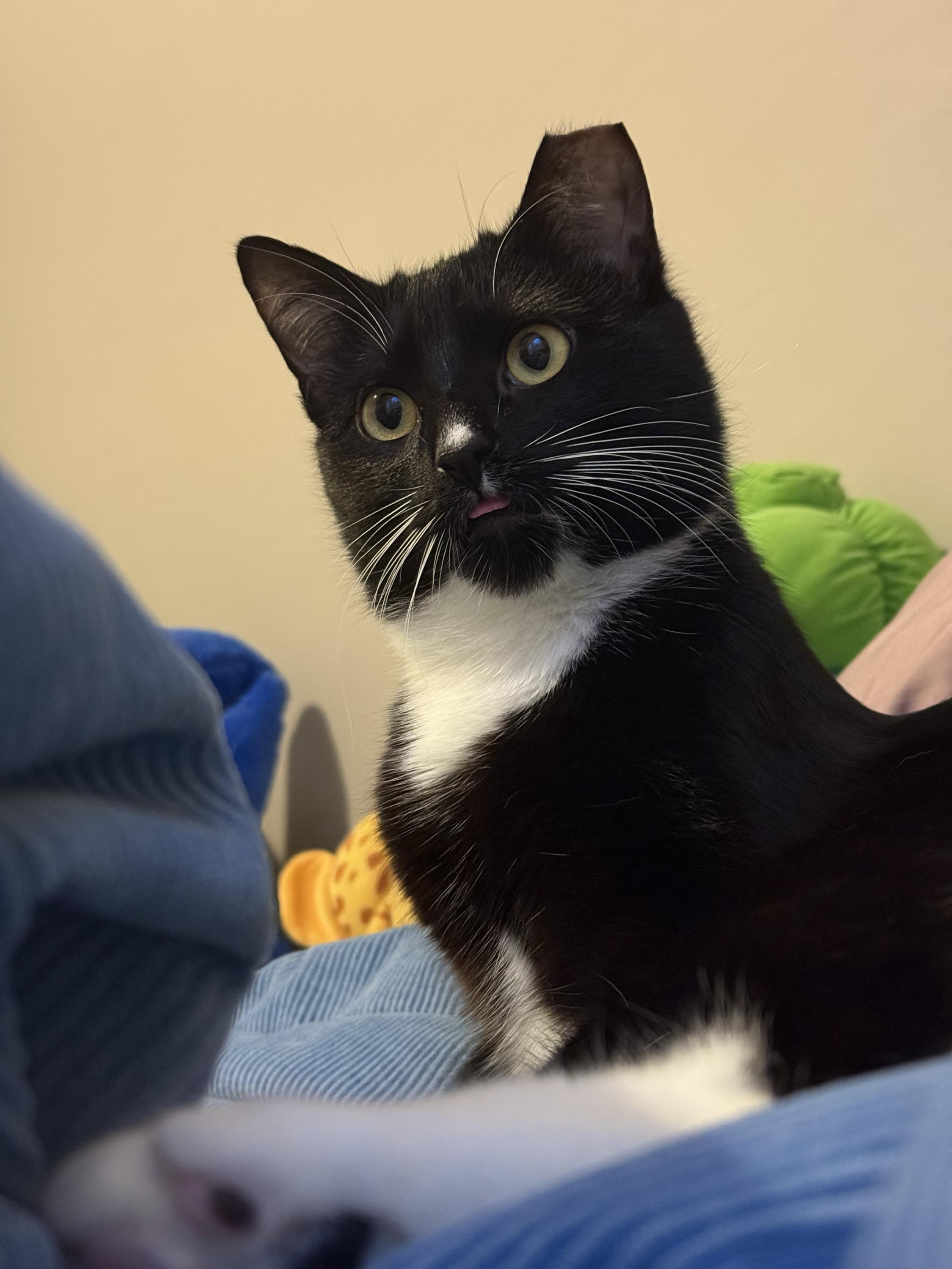 Enlarge Furlough, a ADOPTABLE Domestic Short Hair in Seattle, WA image 5/6