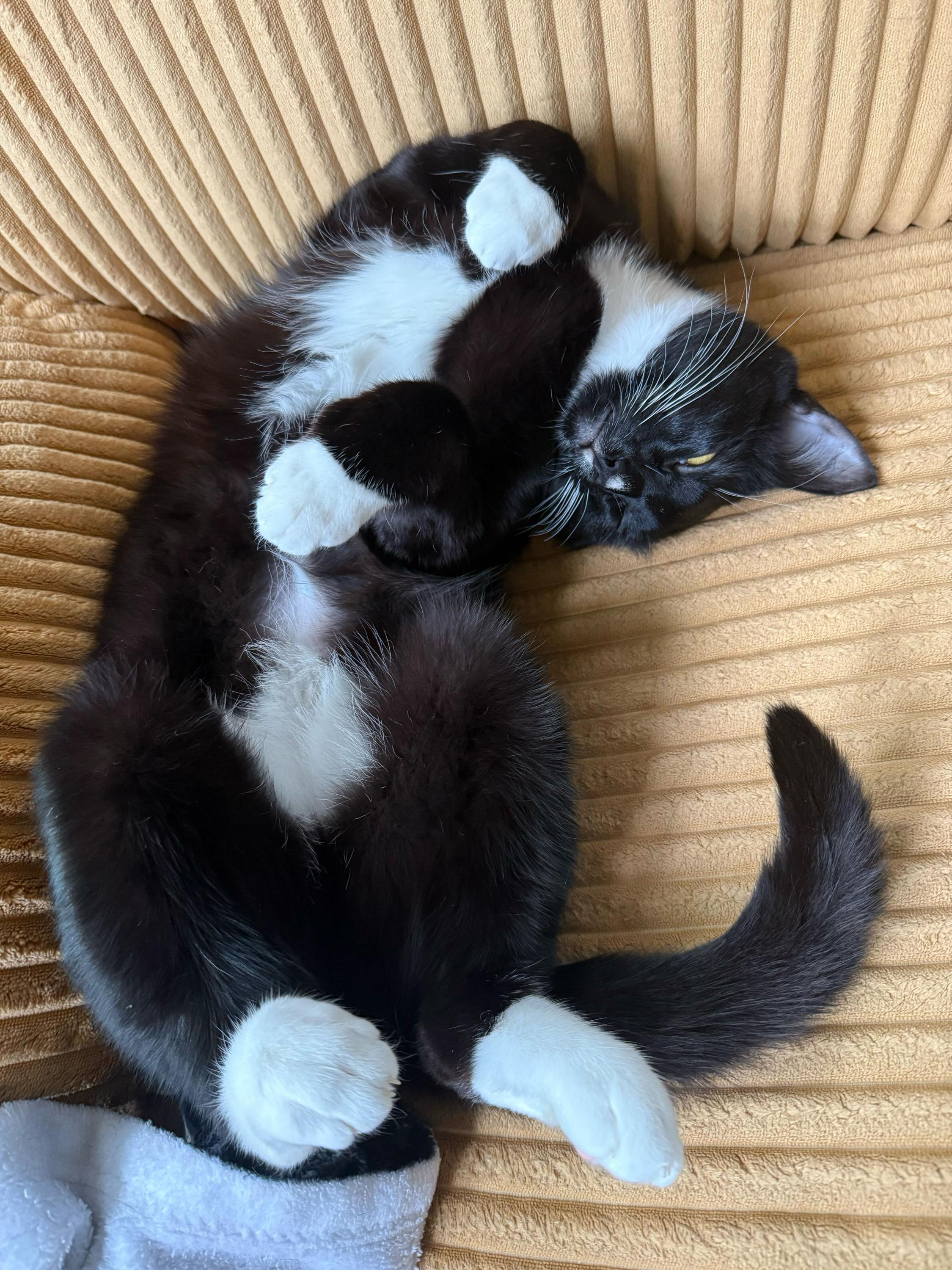 Furlough, a ADOPTABLE Domestic Short Hair in Seattle, WA image 4/6