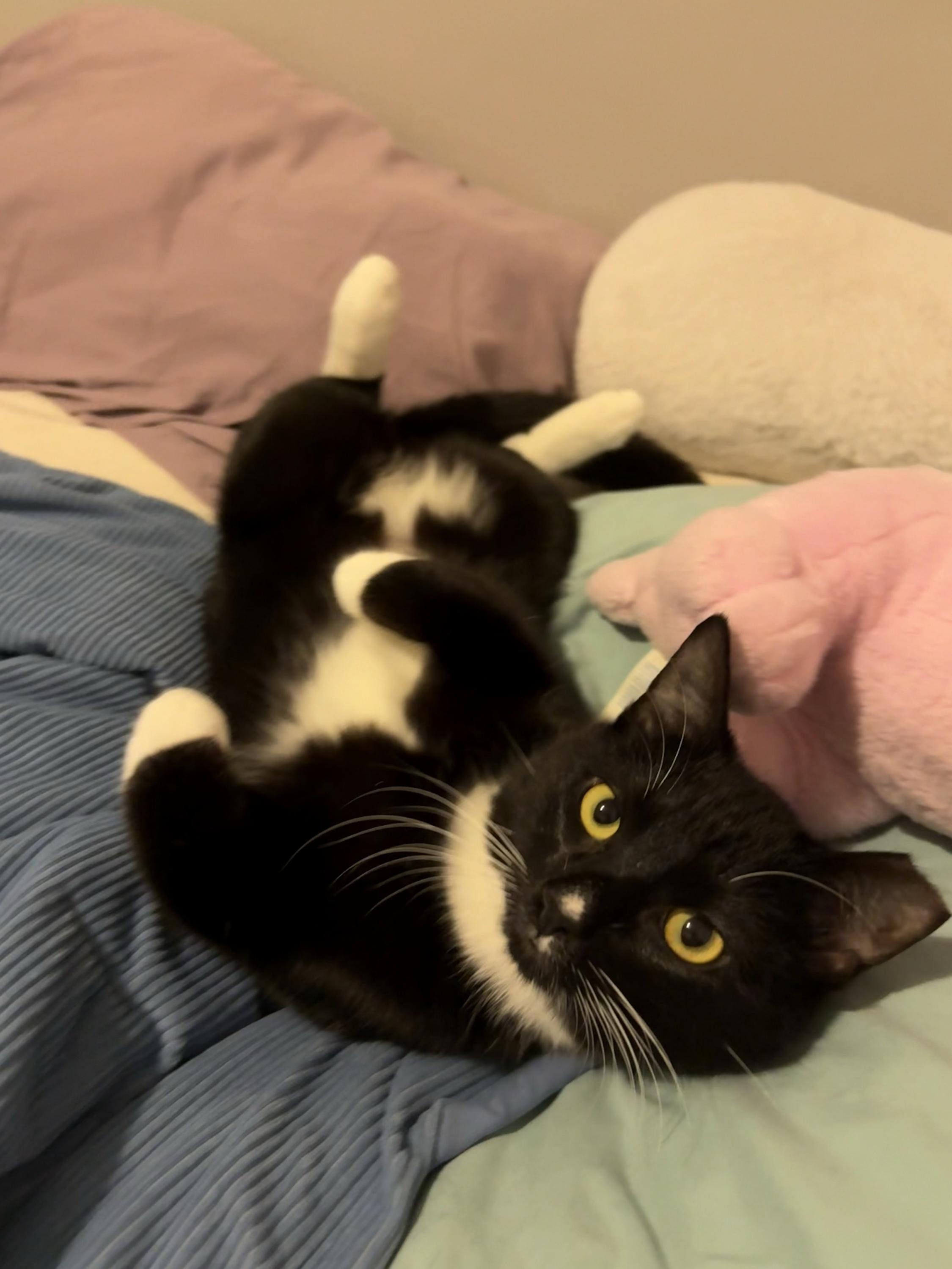 Enlarge Furlough, a ADOPTABLE Domestic Short Hair in Seattle, WA image 1/6